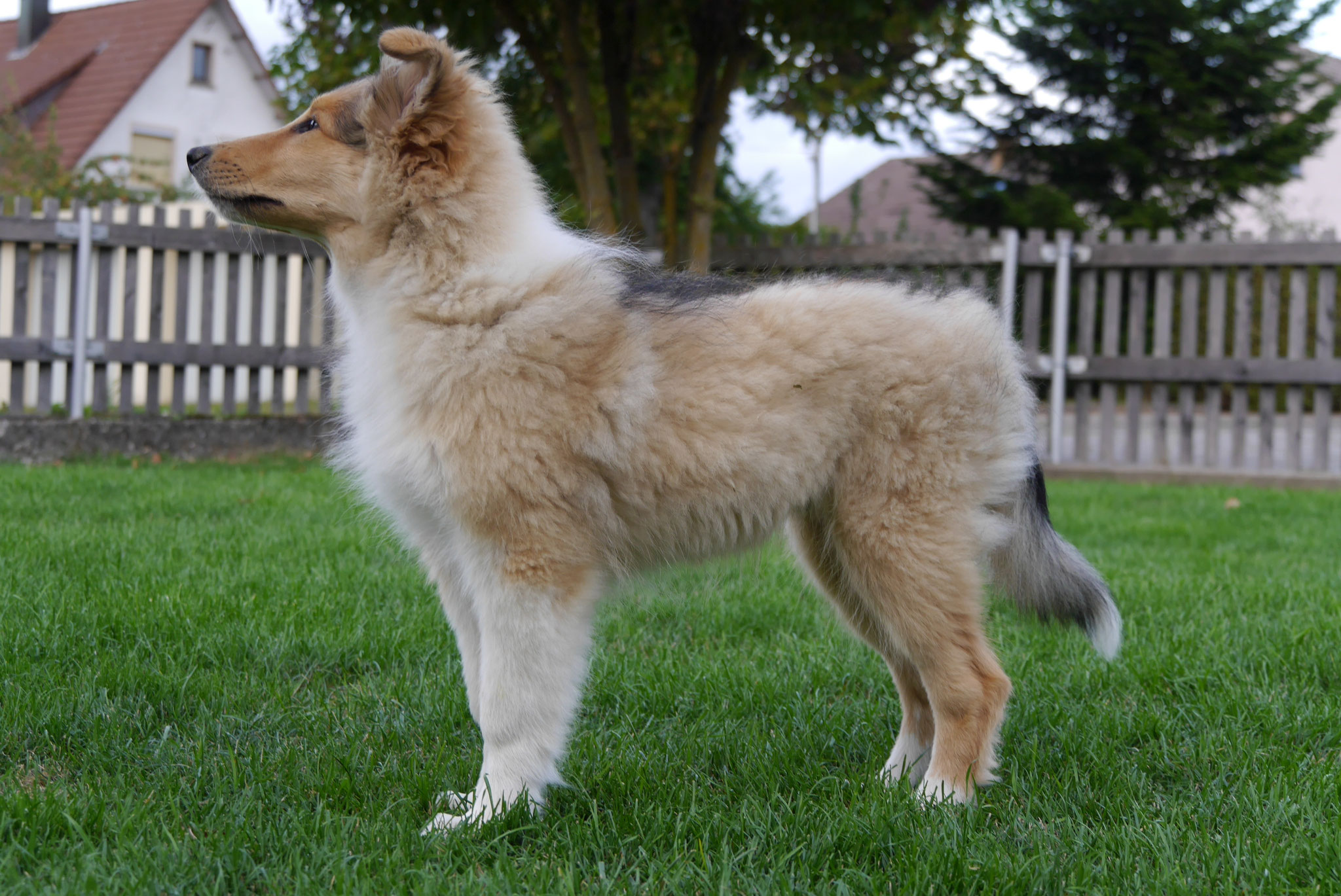 Kion mit 14 Wochen 