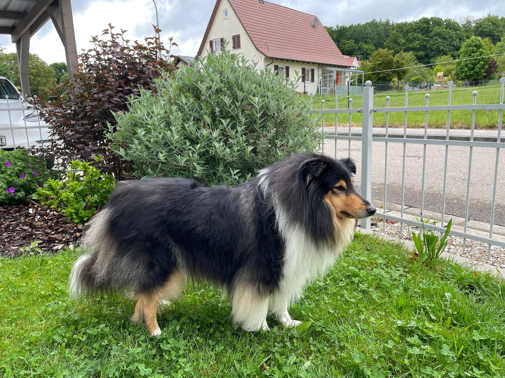 Hermine mit 4 Jahren 