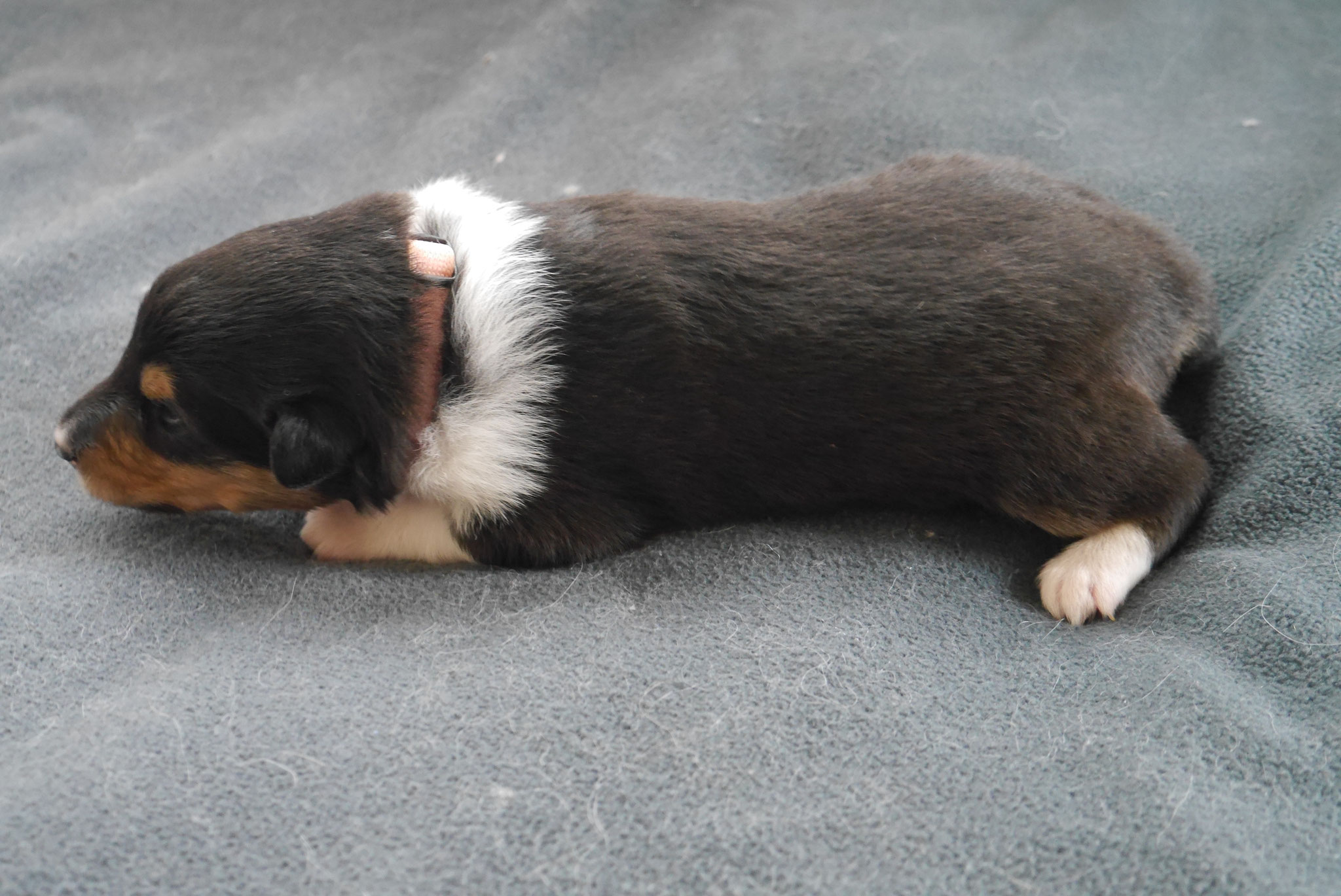 Hermine mit 2 Wochen 