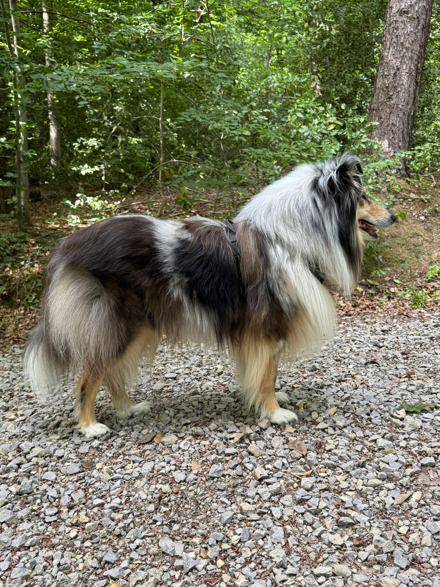 Joker mit 3 Jahren 