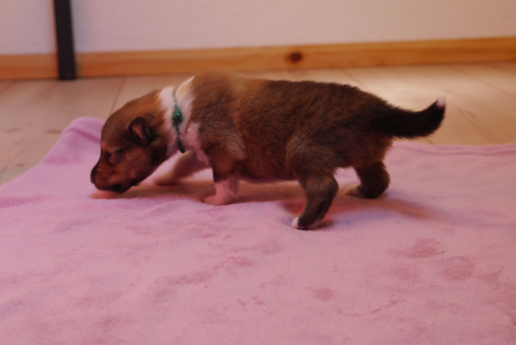 Koda mit 2 Wochen 