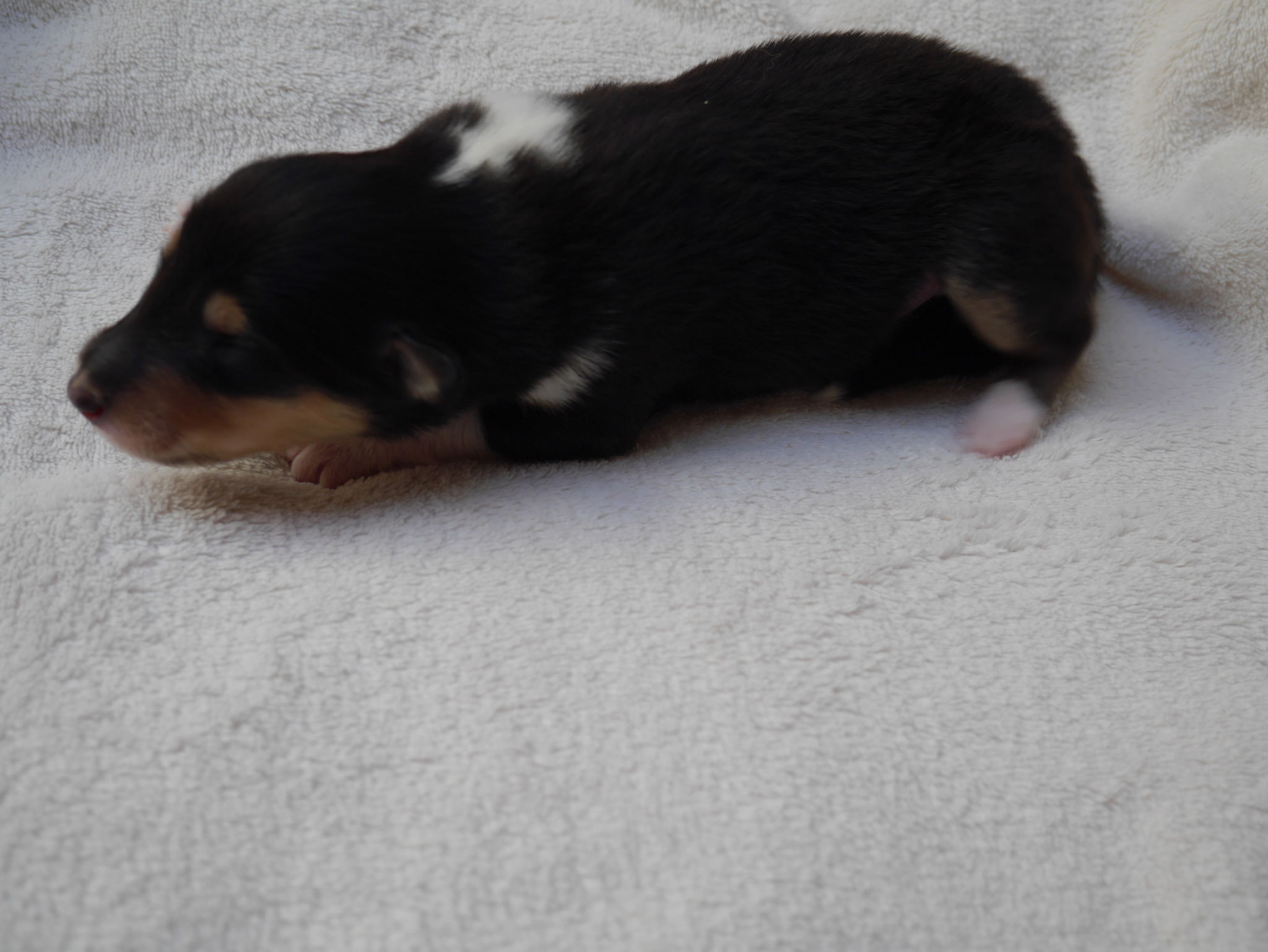 Alvin mit 1ner Woche