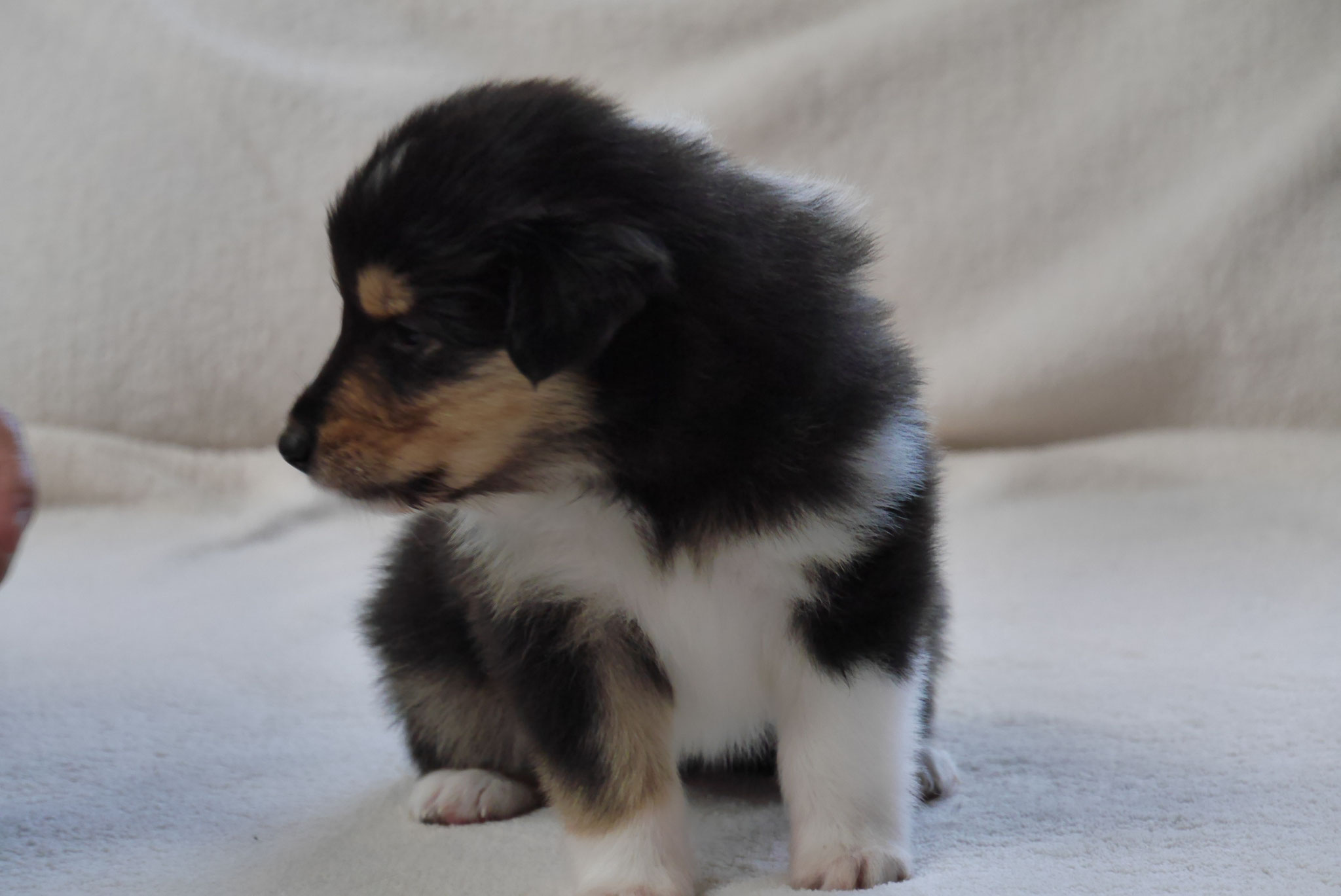 Bessy mit 4 Wochen