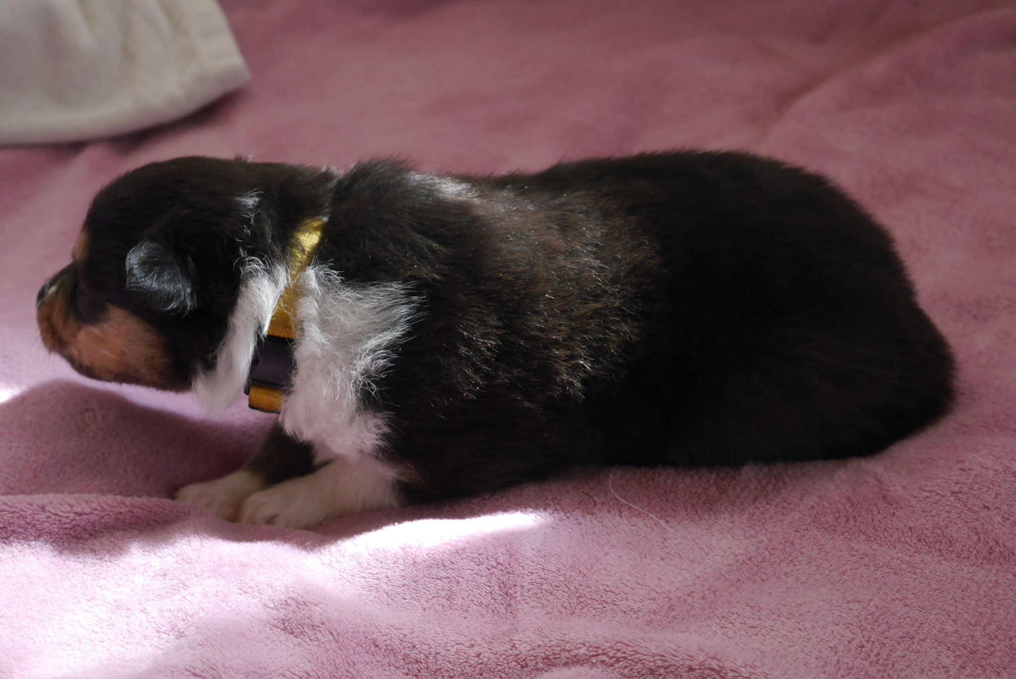 Nelly mit 3 Wochen 