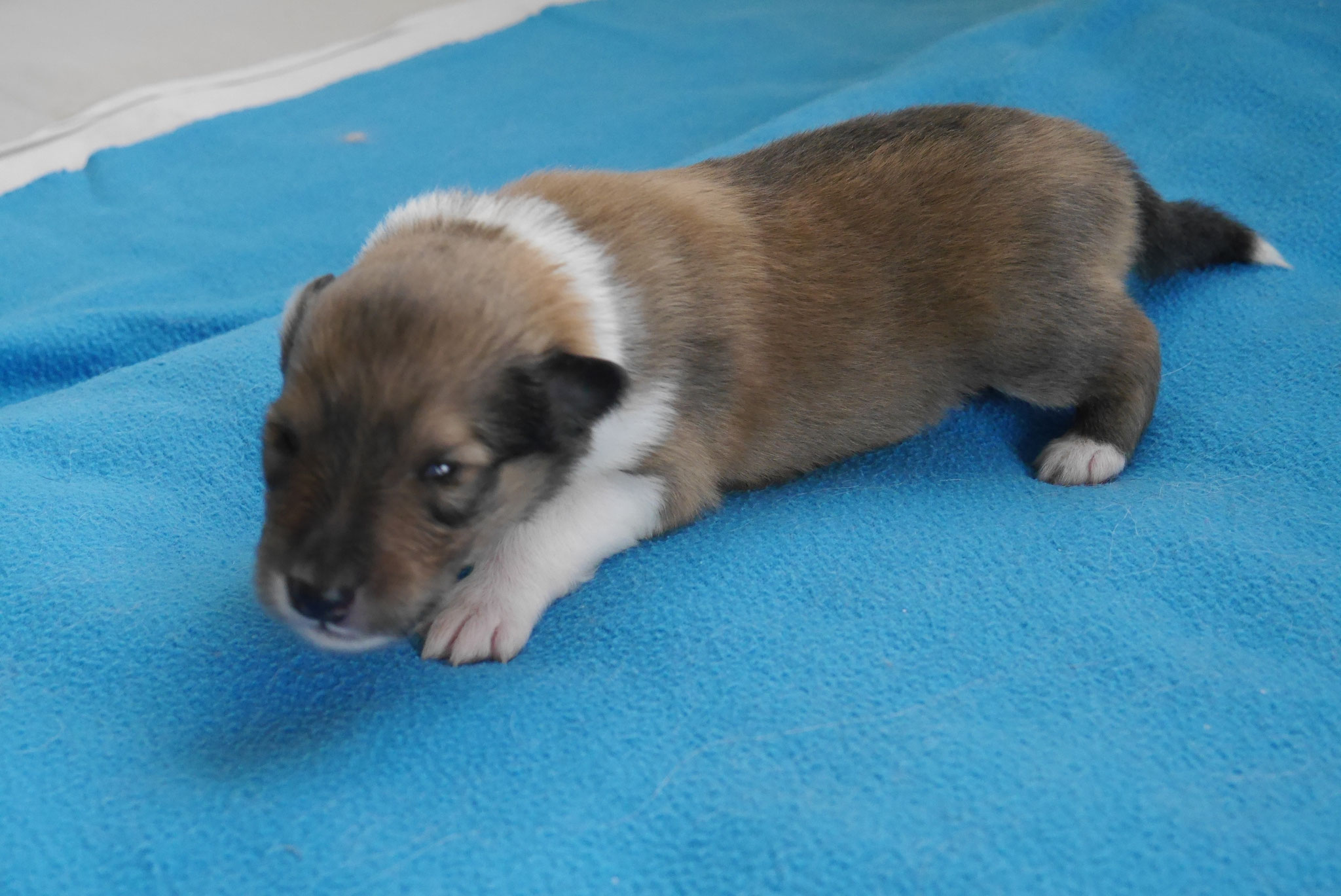 Iron Men mit 2 Wochen