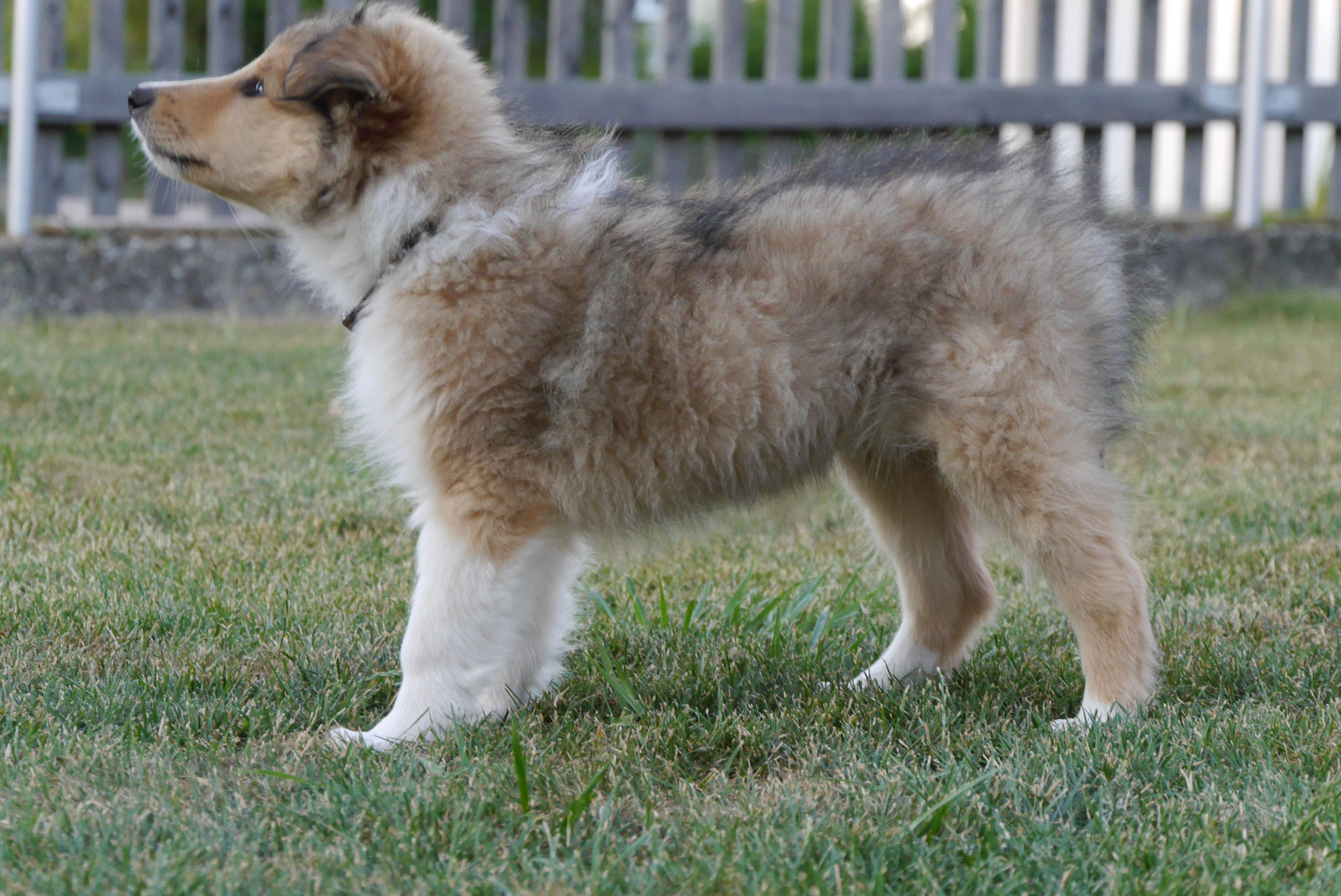 Kenai mit 9 Wochen 