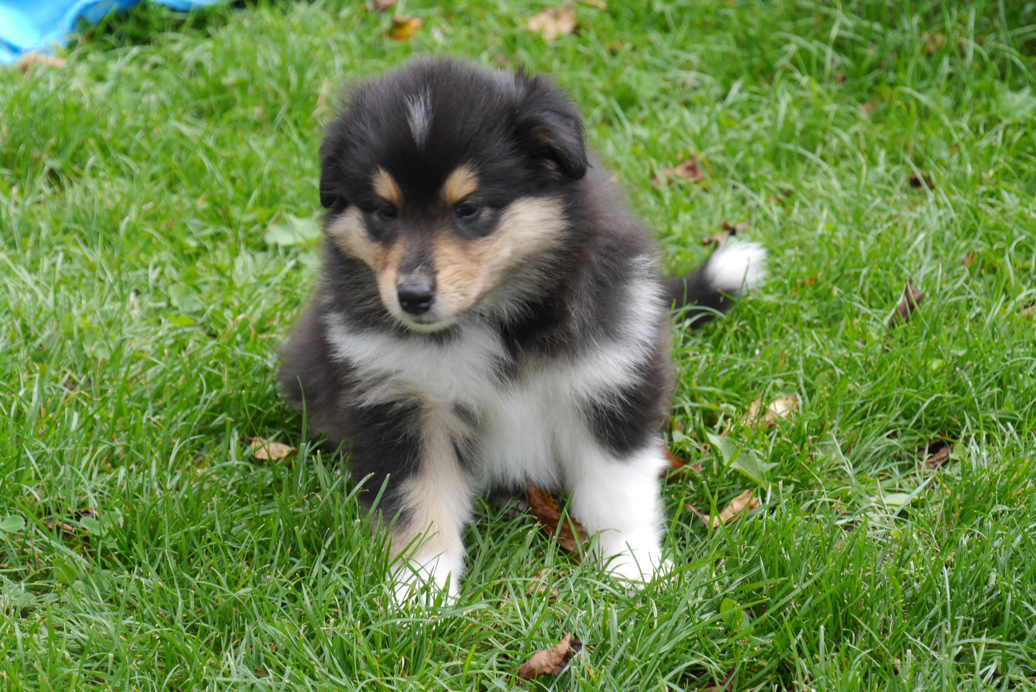 Bessy mit 6 Wochen