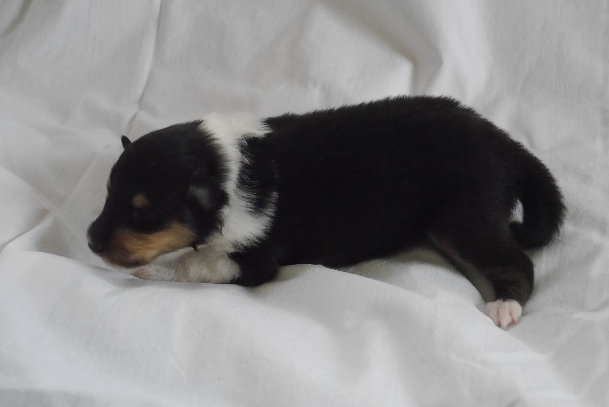 Nala mit 2 Wochen 