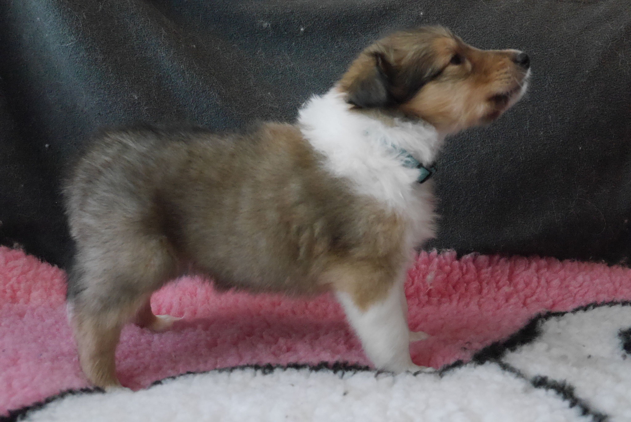 Indiana Jones mit 5 Wochen