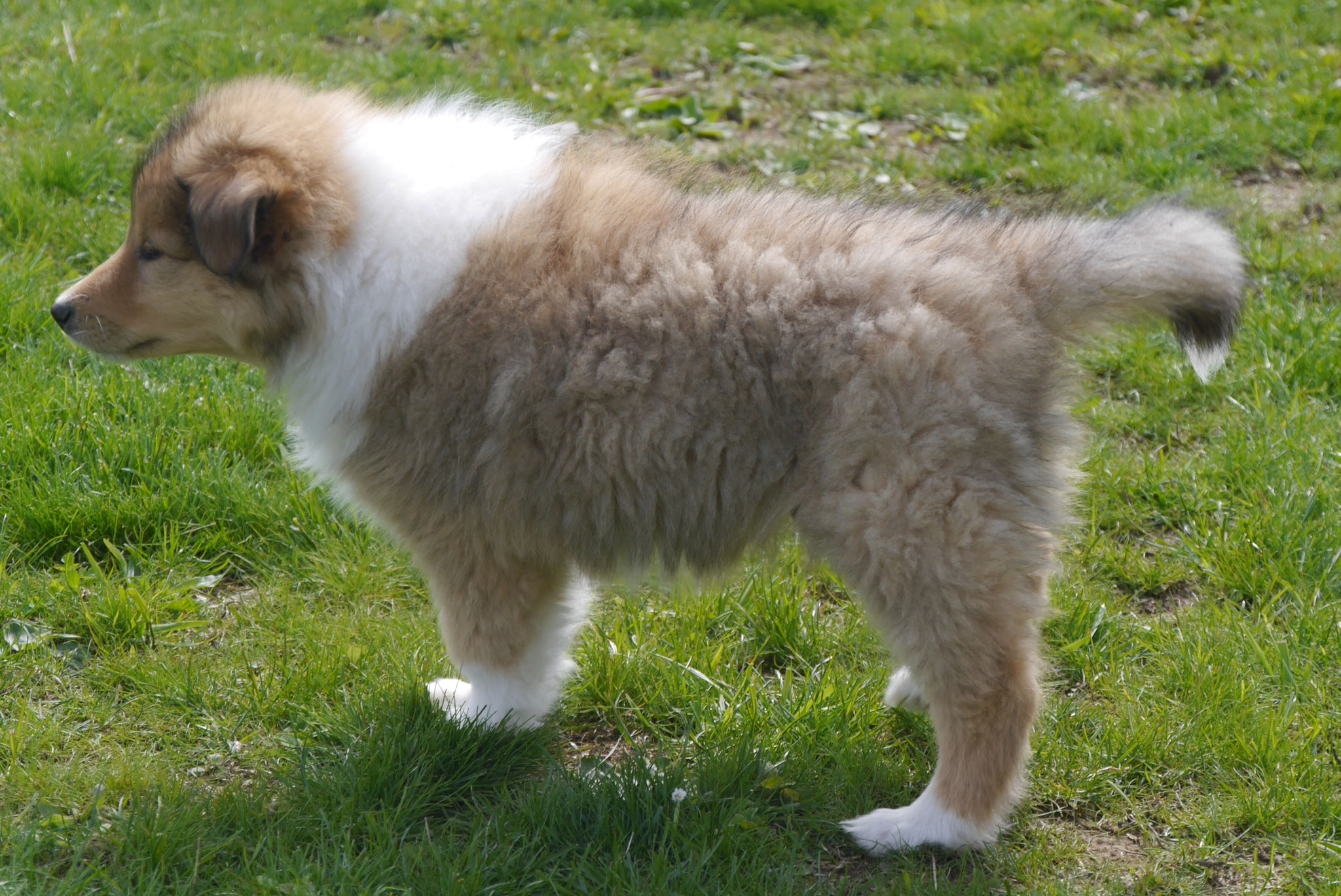 Eddie mit 8 Wochen
