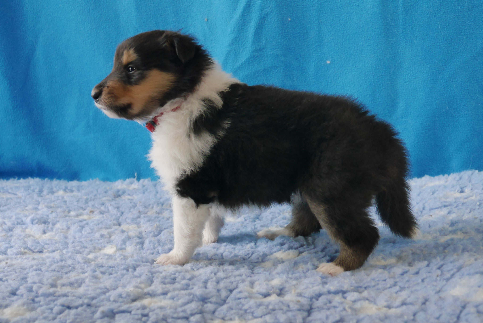 Nala mit 4 Wochen 