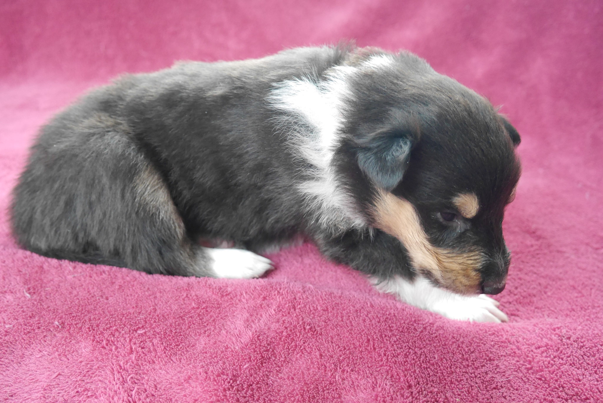 Cora mit 3 Wochen