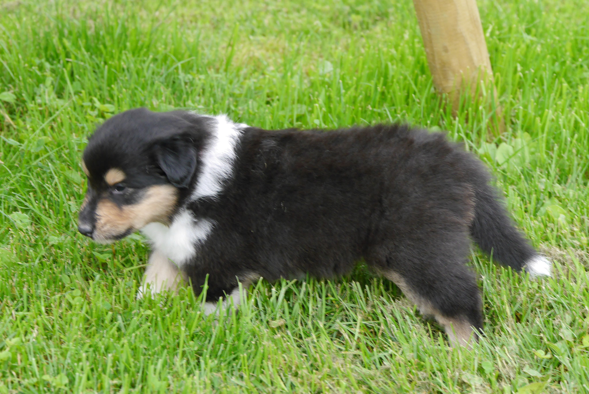 Hope mit 4 Wochen 