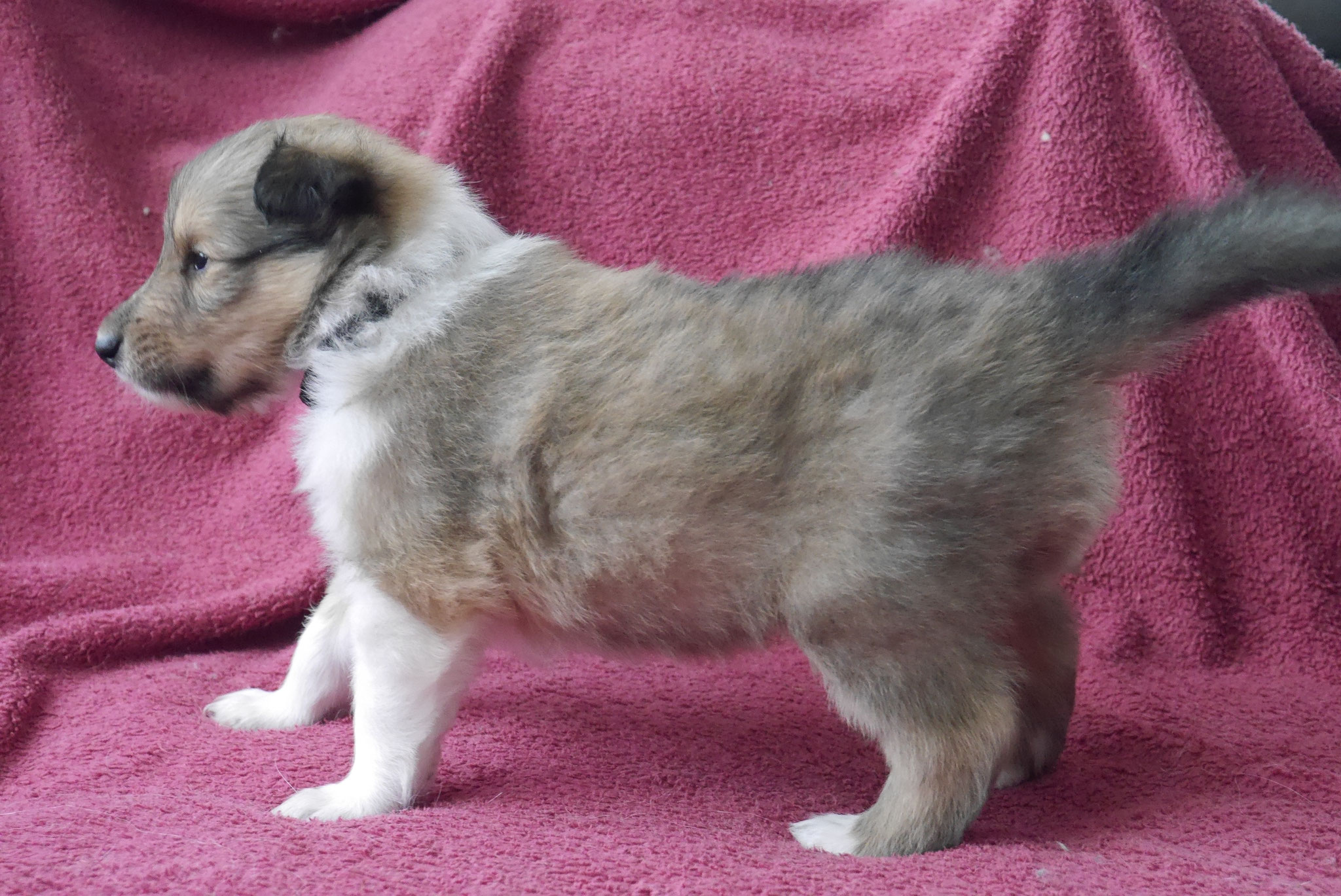 Iron Men mit 4 Wochen