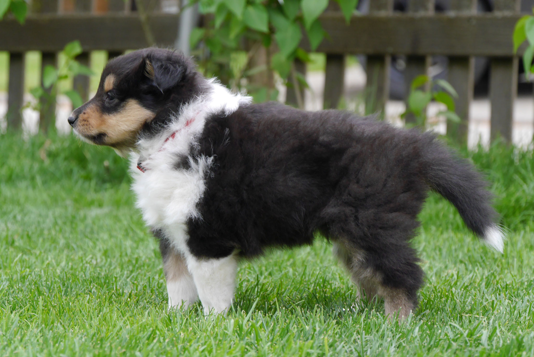 Nala mit 5 Wochen 