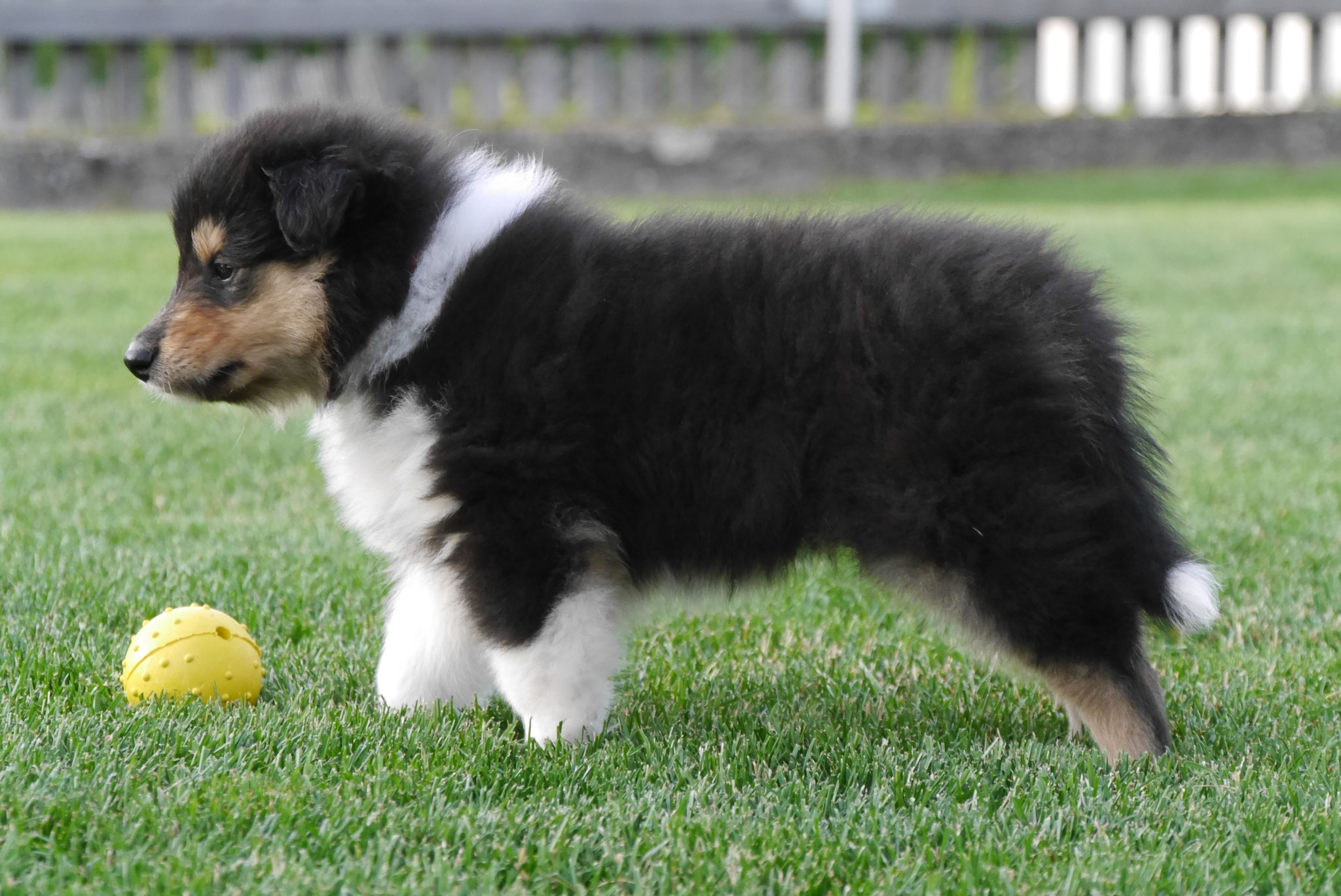 Joy mit 6 Wochen 