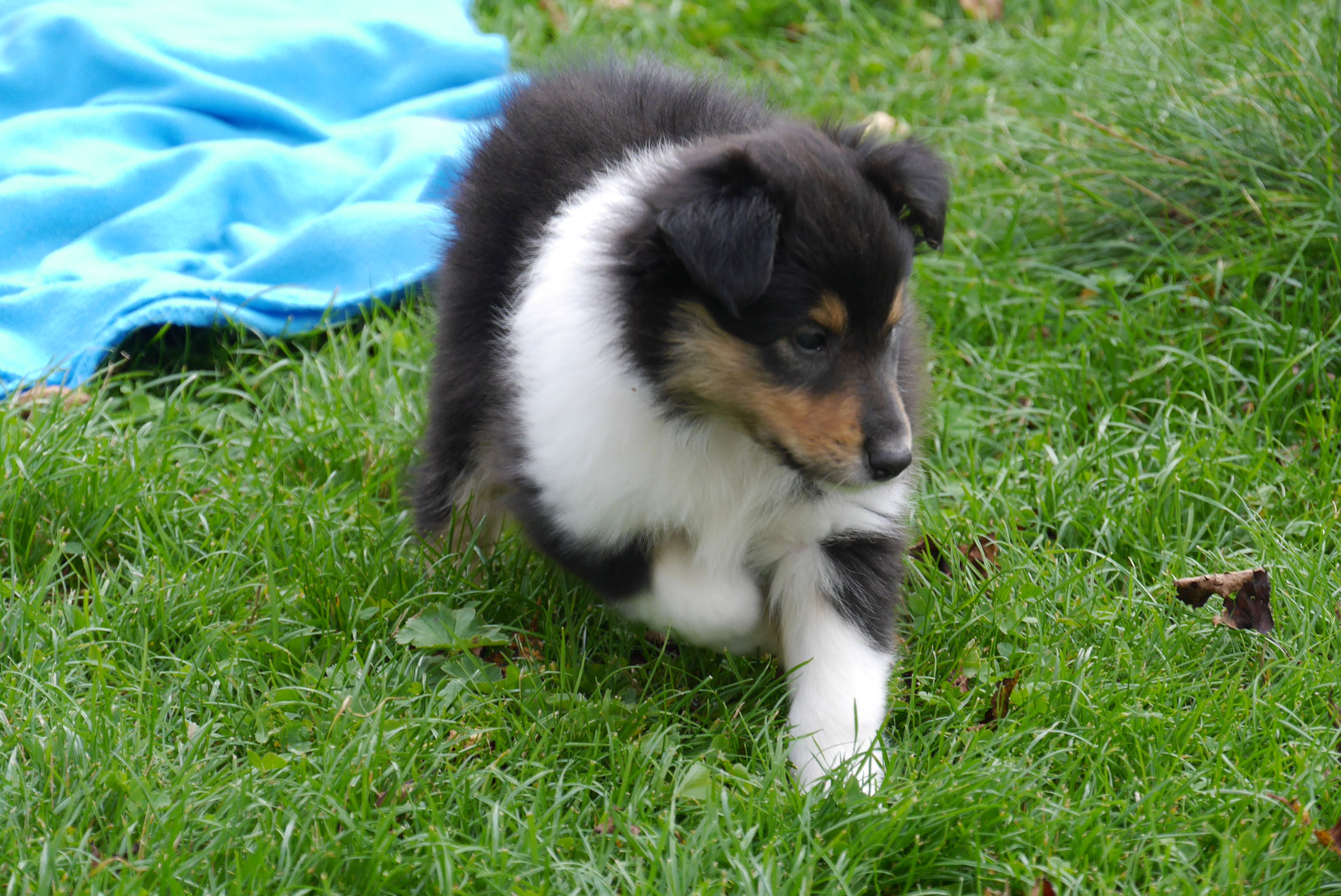 Betty mit 6 Wochen