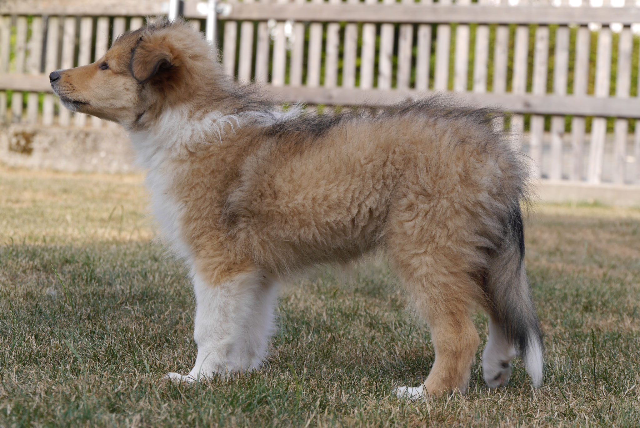Kenai mit 10 Wochen 