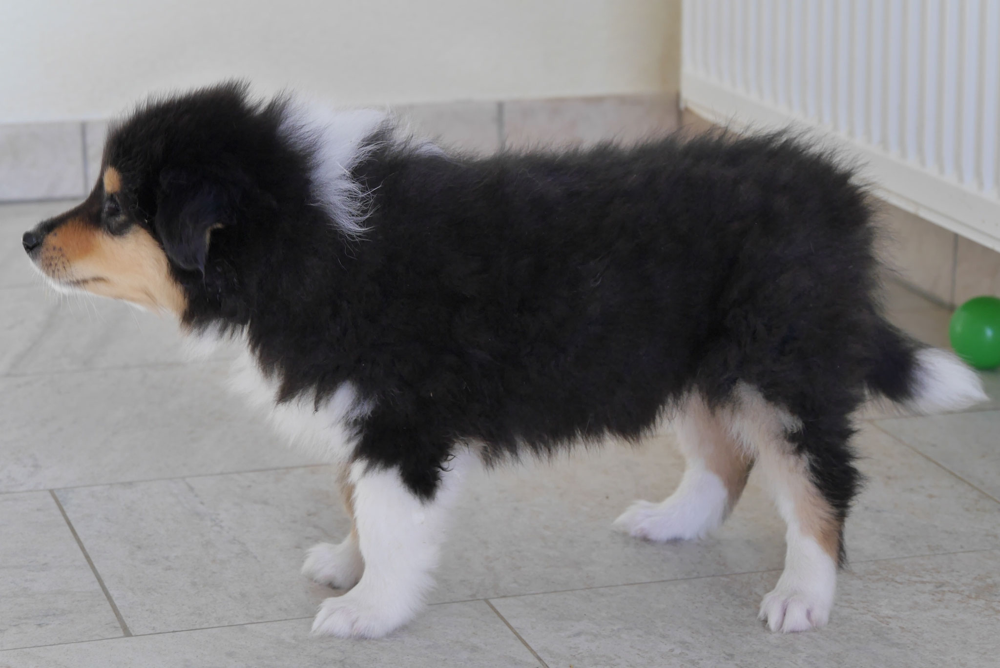 Ernie mit 7 Wochen