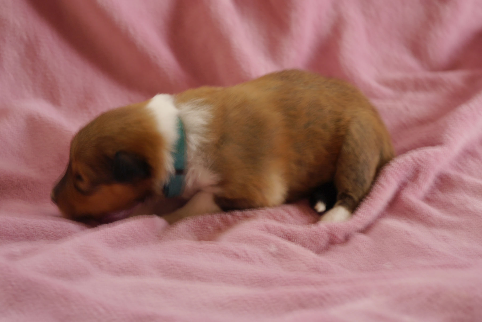 Odie mit 1ner Woche 