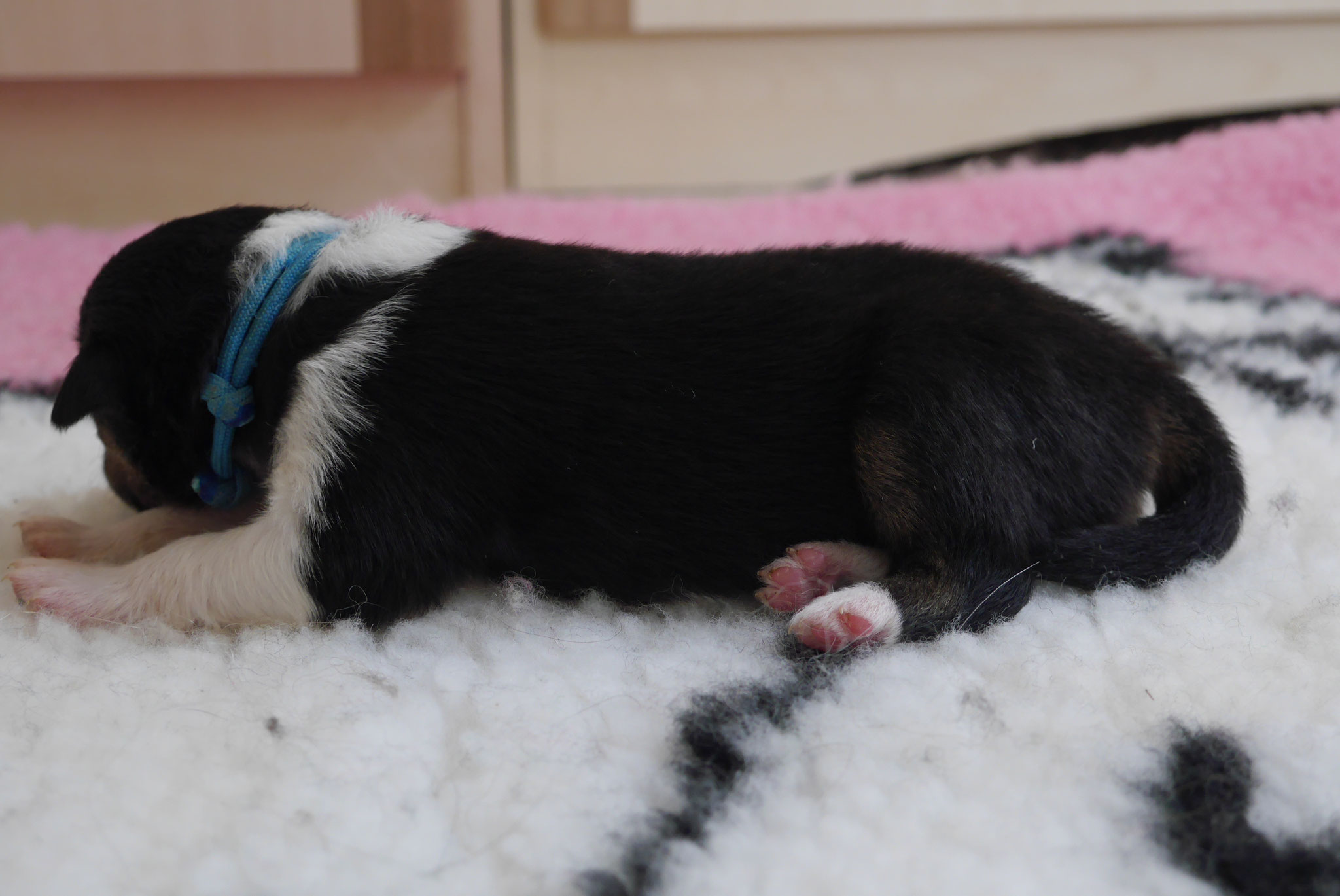 Jack mit 1ner Woche