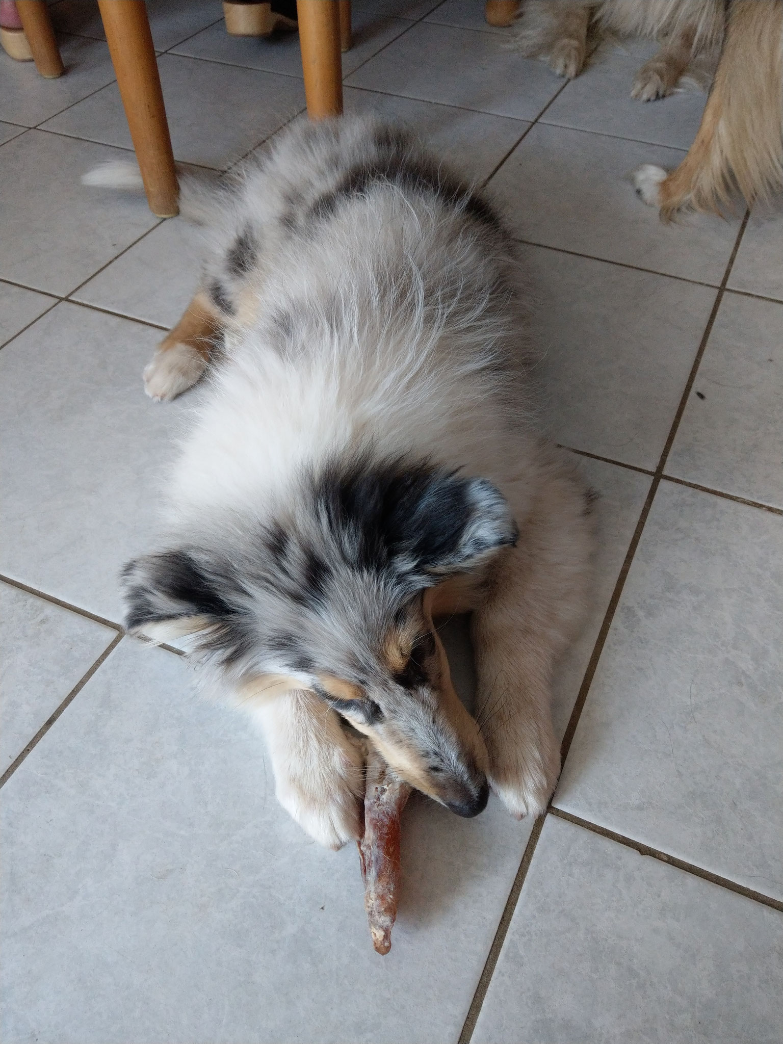 Cindy mit ca. 3 Monaten