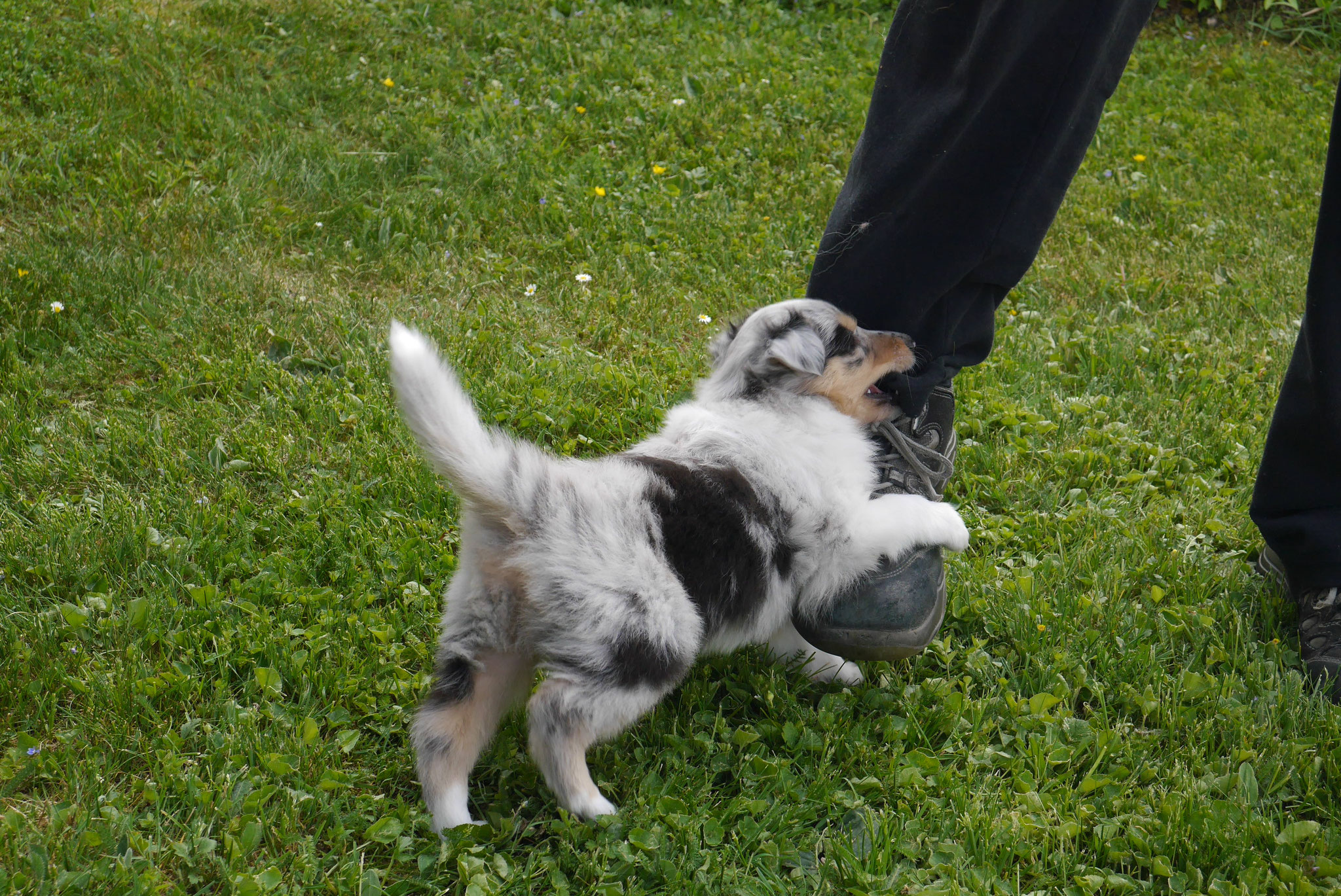 Conny mit 5 Wochen