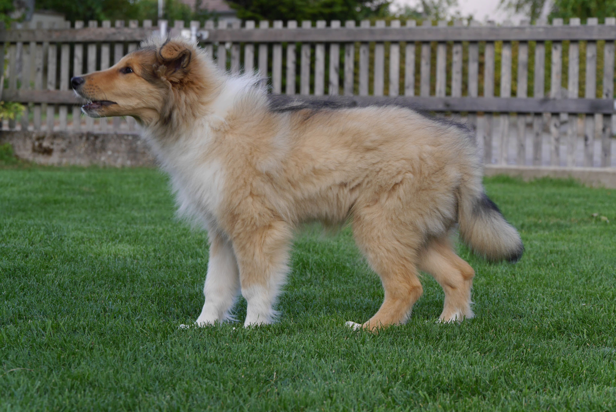 Koda mit 15 Wochen 