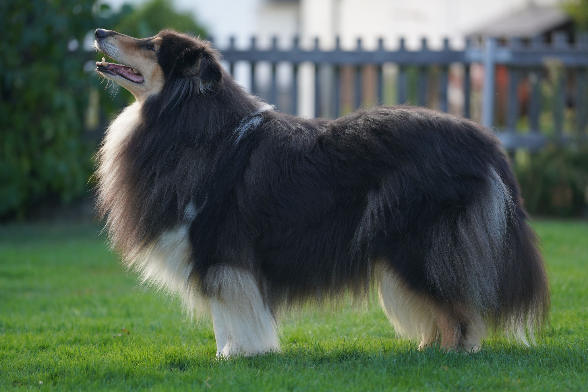 Bessy mit 8 Jahren 
