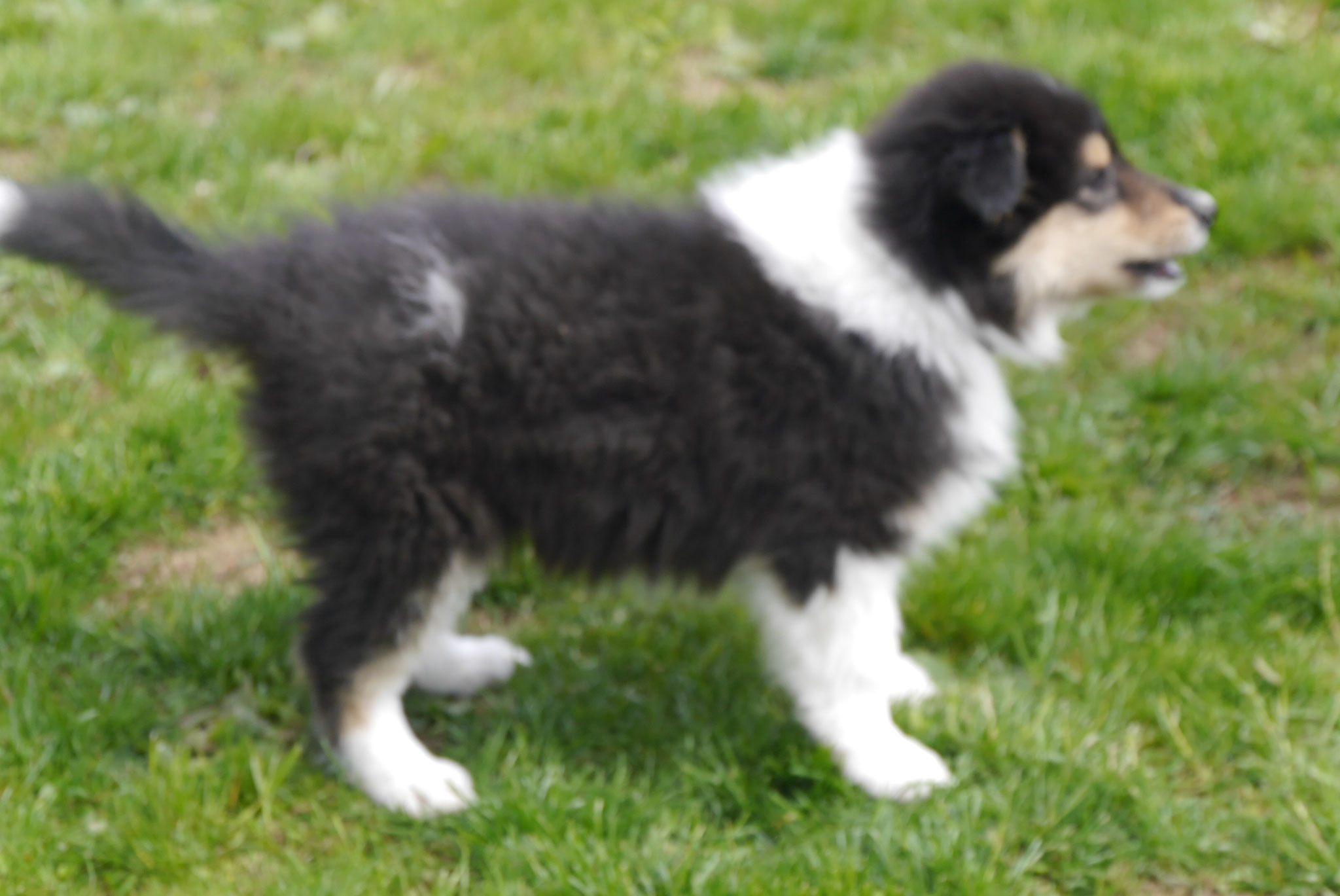 Enya mit 8 Wochen