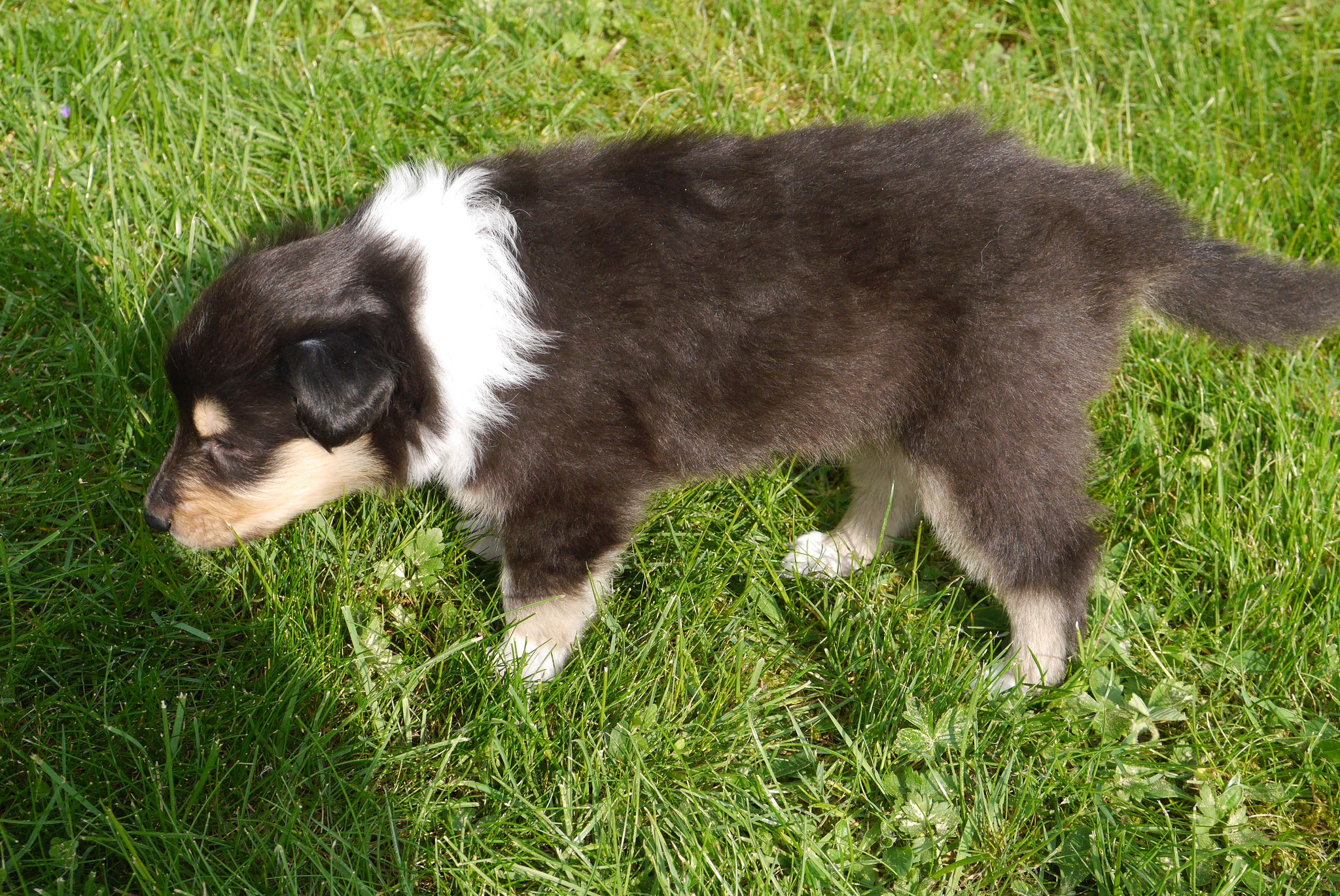 Charly Brown mit 4 Wochen