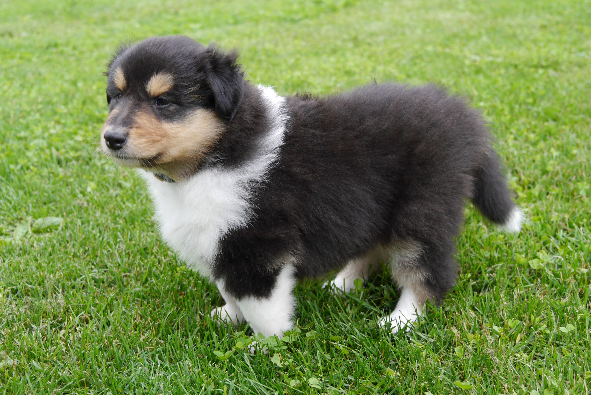 Hermine mit 5 Wochen 