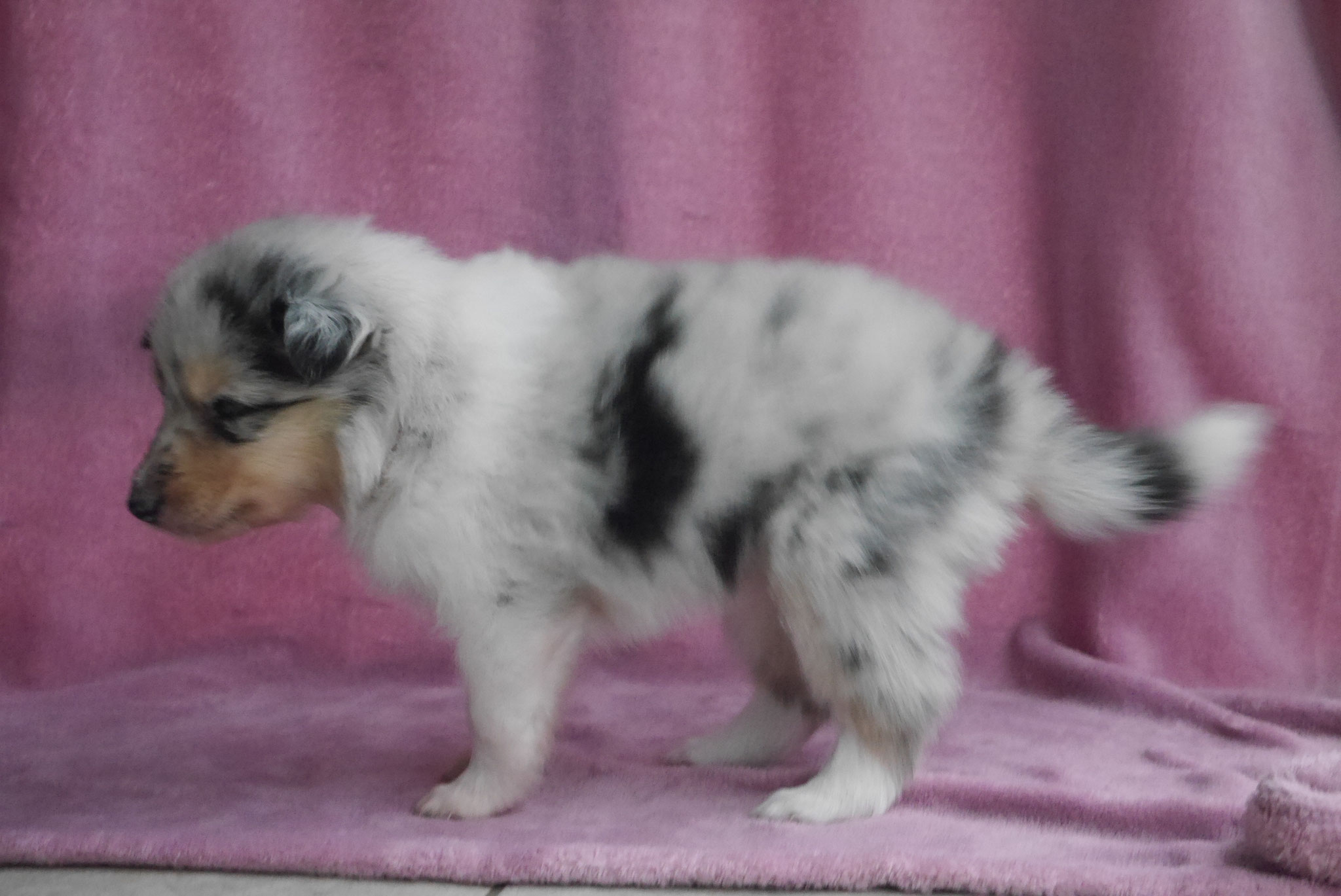 Queenie mit 4 Wochen 