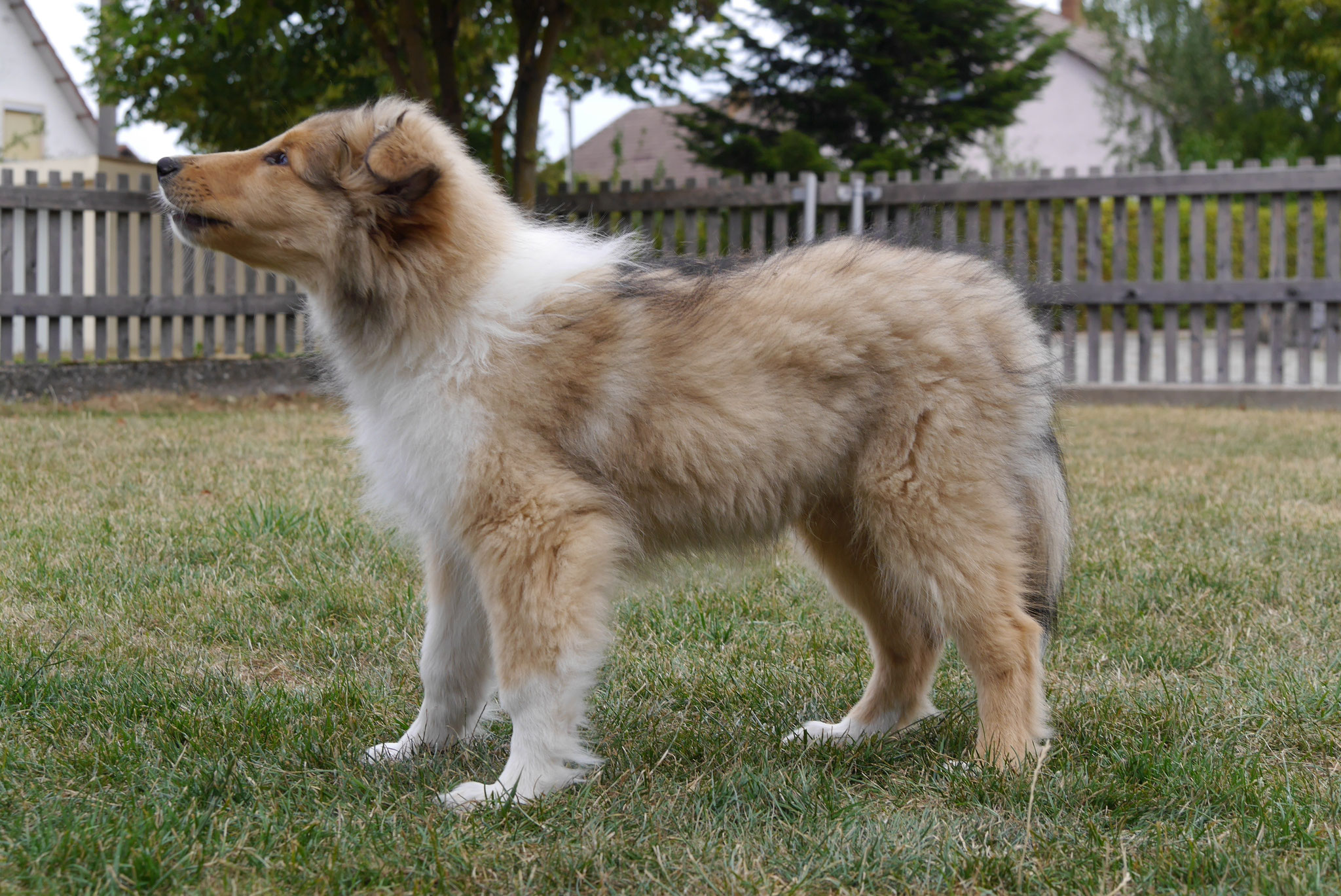 Koda mit 13 Wochen 