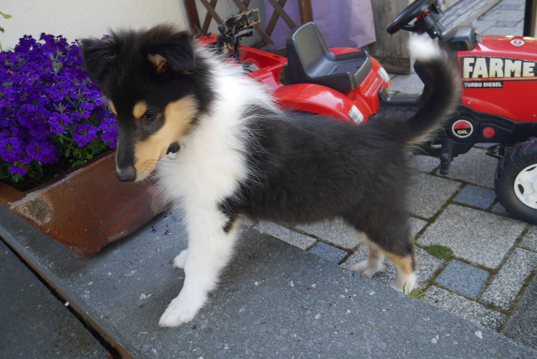 Aiden mit 10 Wochen