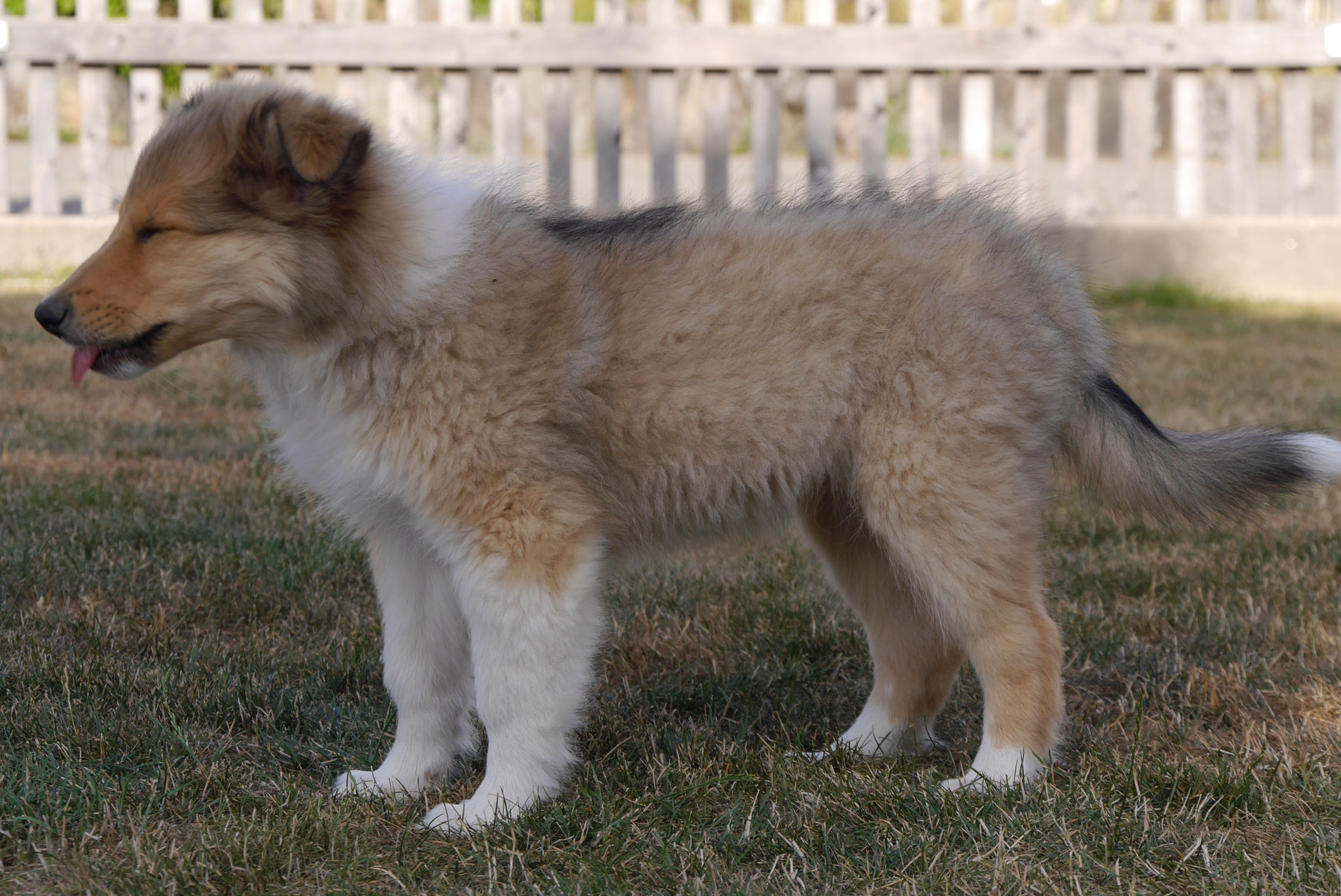 Kion mit 10 Wochen 