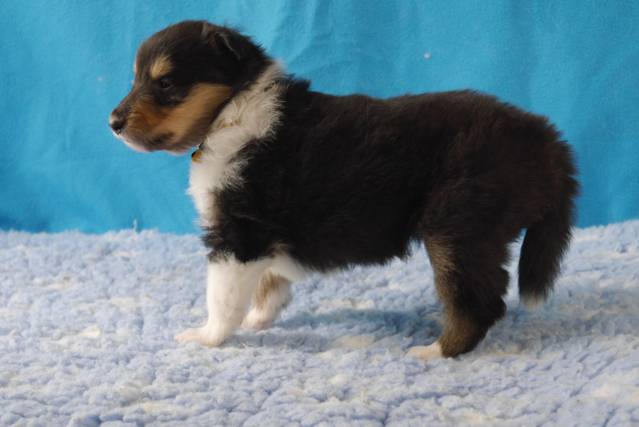 Nelly mit 4 Wochen 