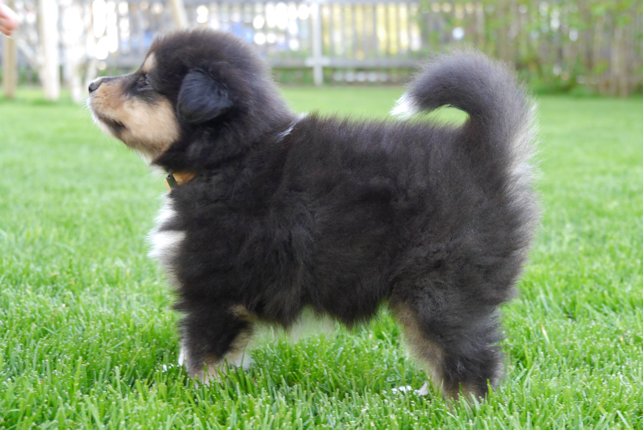 Leeloo mit 5 Wochen 
