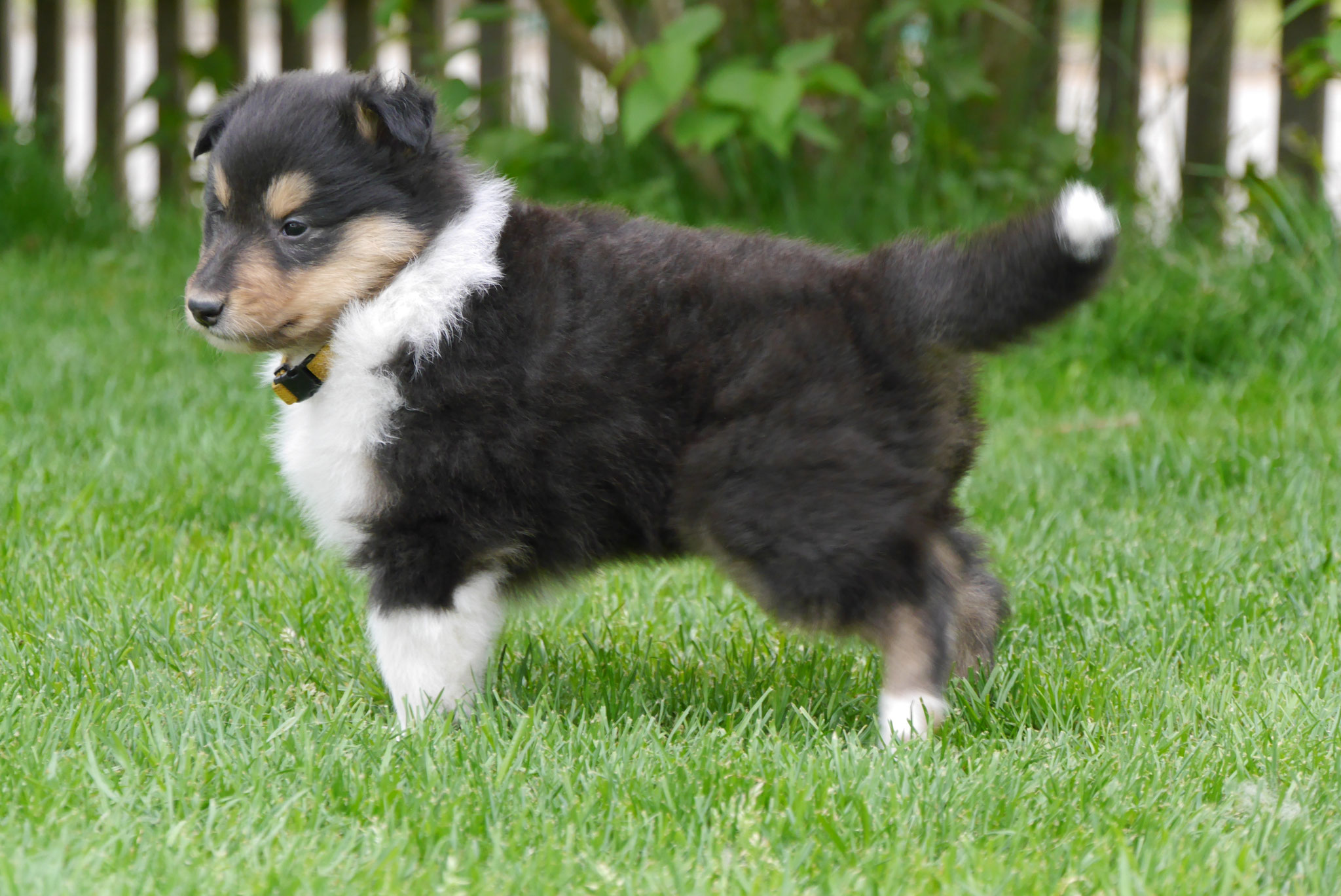 Nelly mit 5 Wochen 