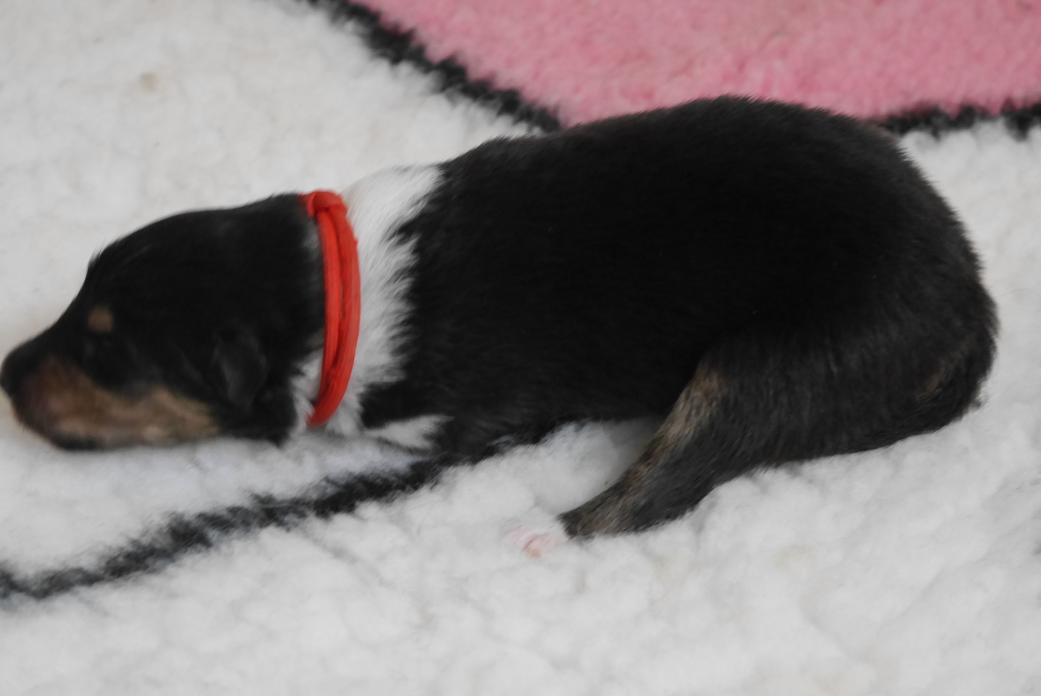 Joy mit 1ner Woche
