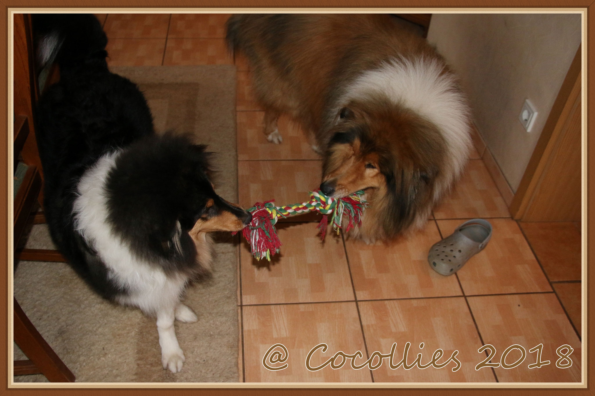 Brenda und Teddy beim spielen
