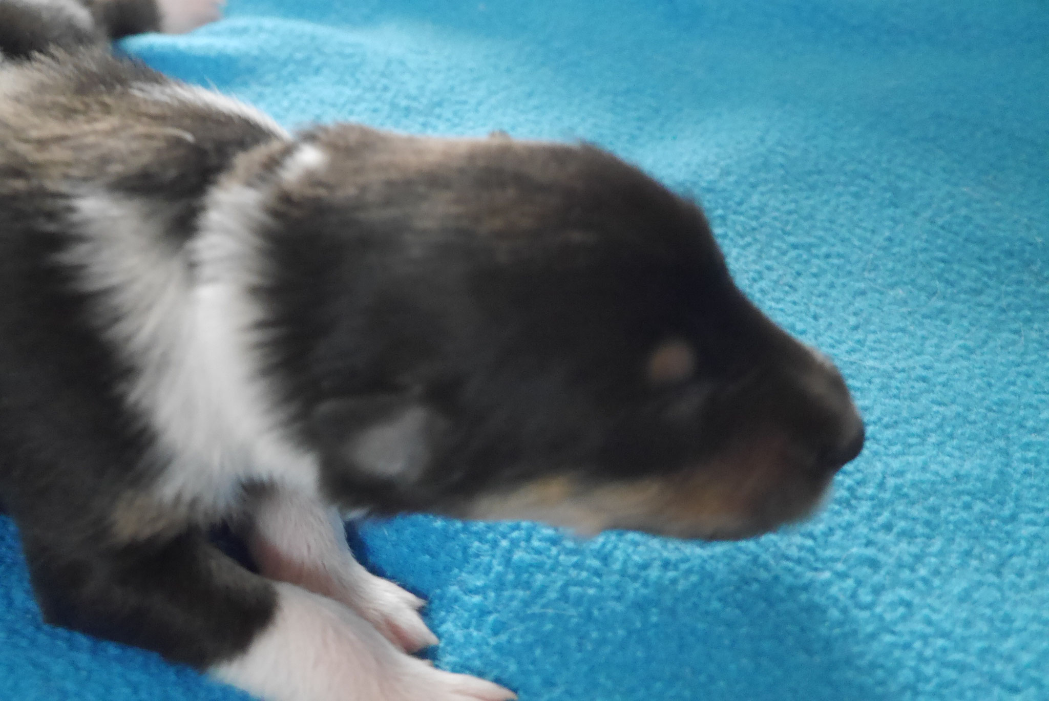 Cora mit 1ner Woche 