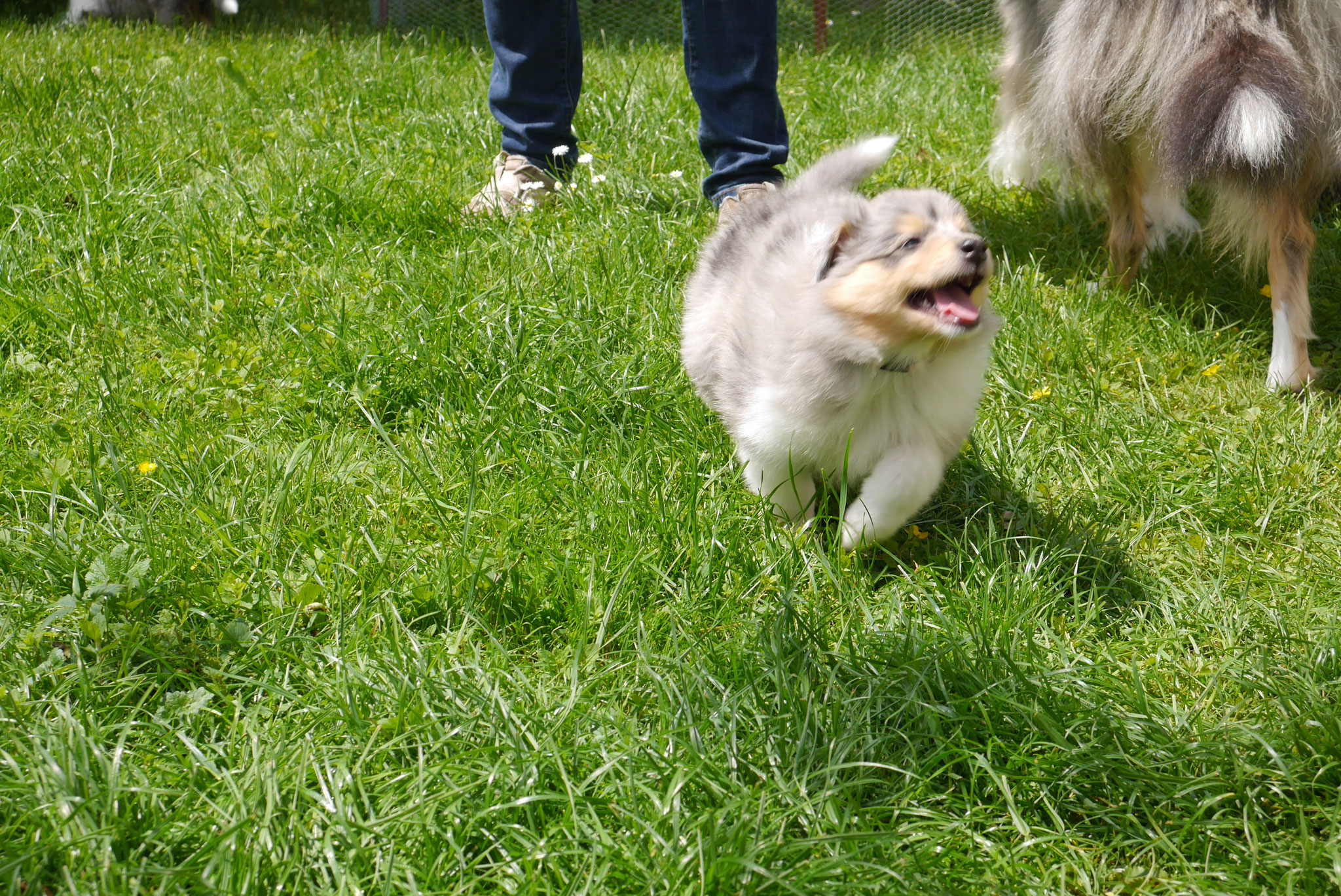 Ashley mit 6 Wochen