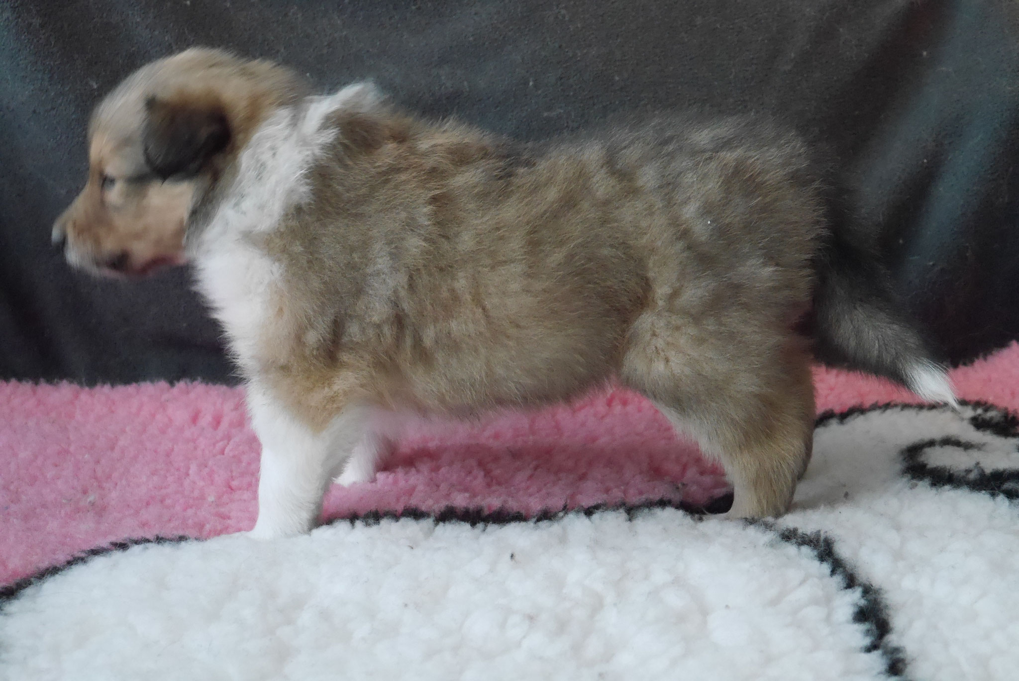 Iron Men mit 5 Wochen