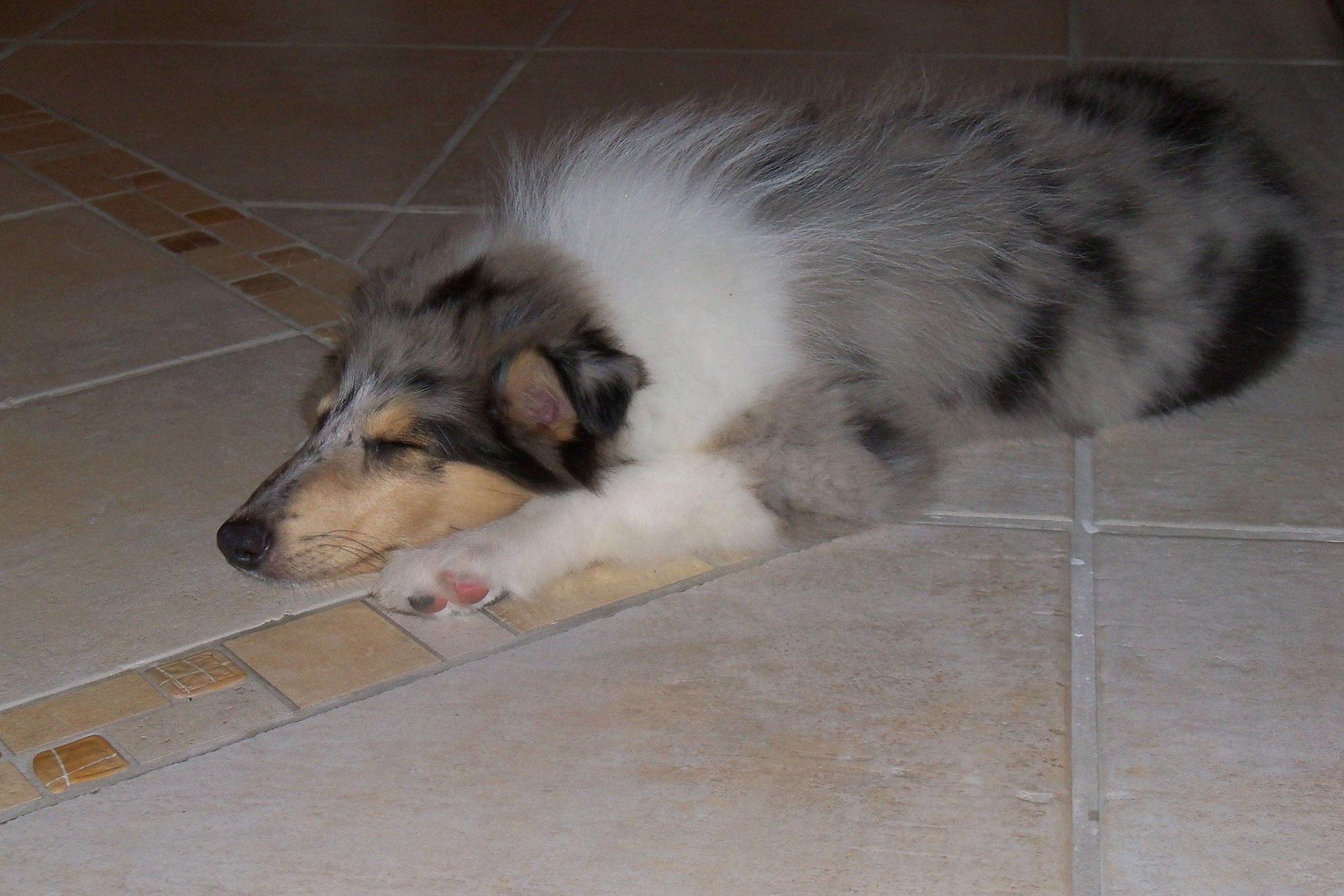 Ashley im neuen Zuhause