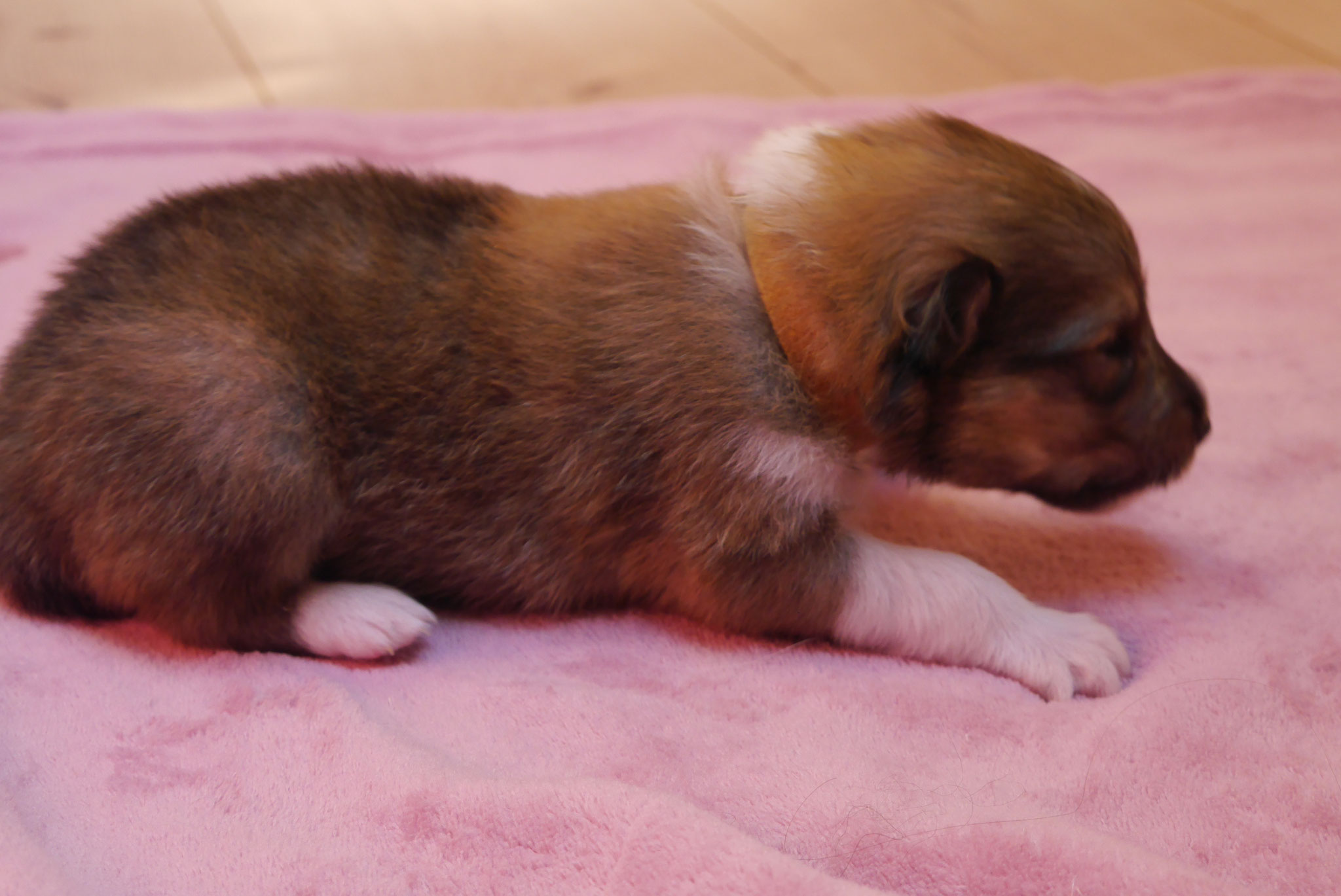 Kion mit 2 Wochen 