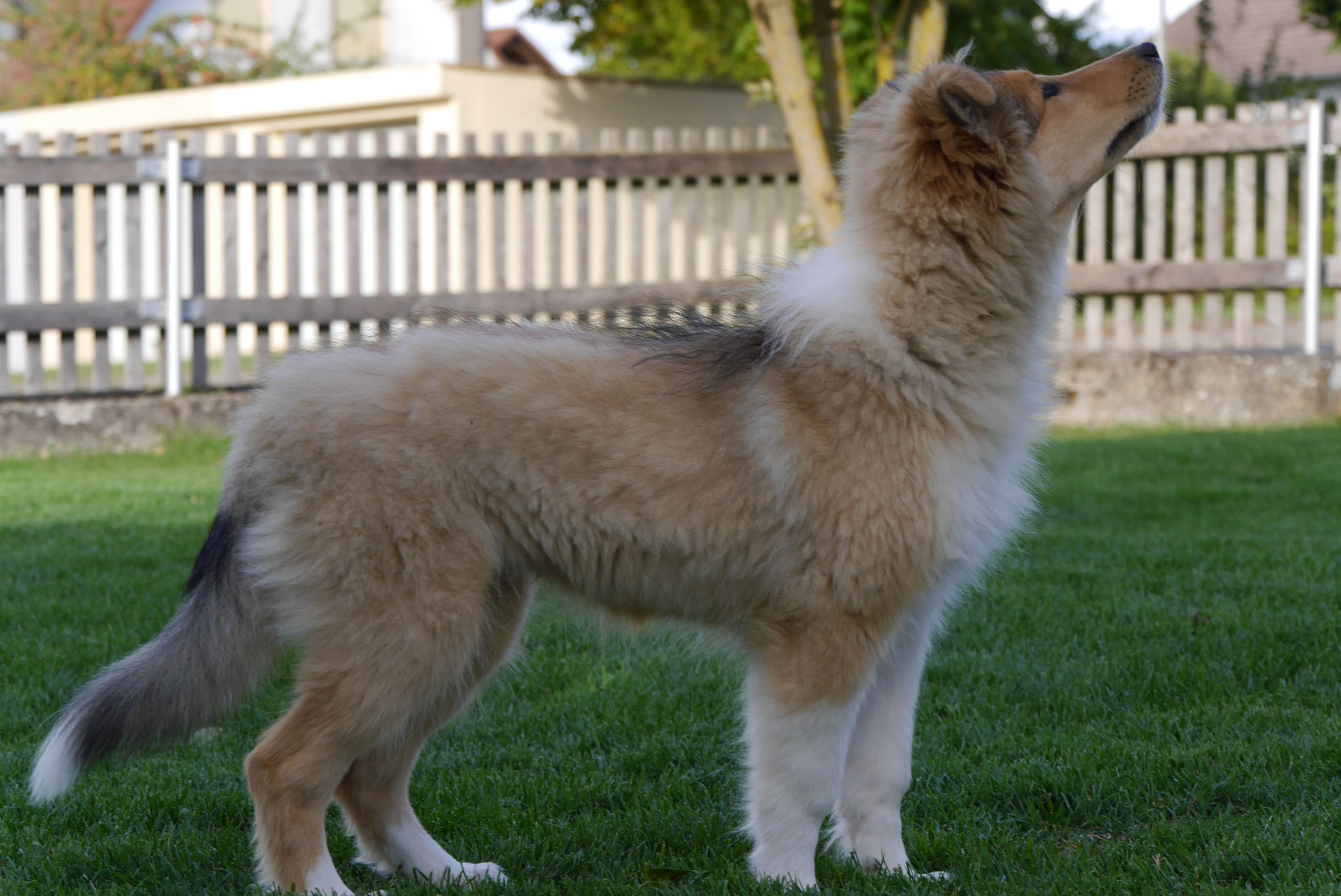 Kion mit 15 Wochen 
