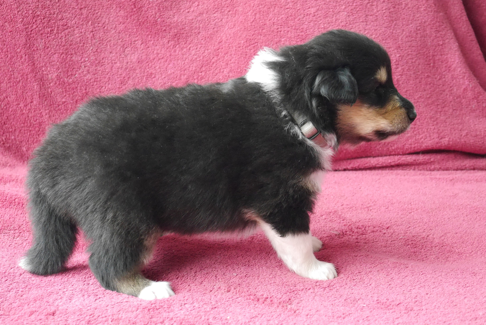 Holly mit 3 Wochen 