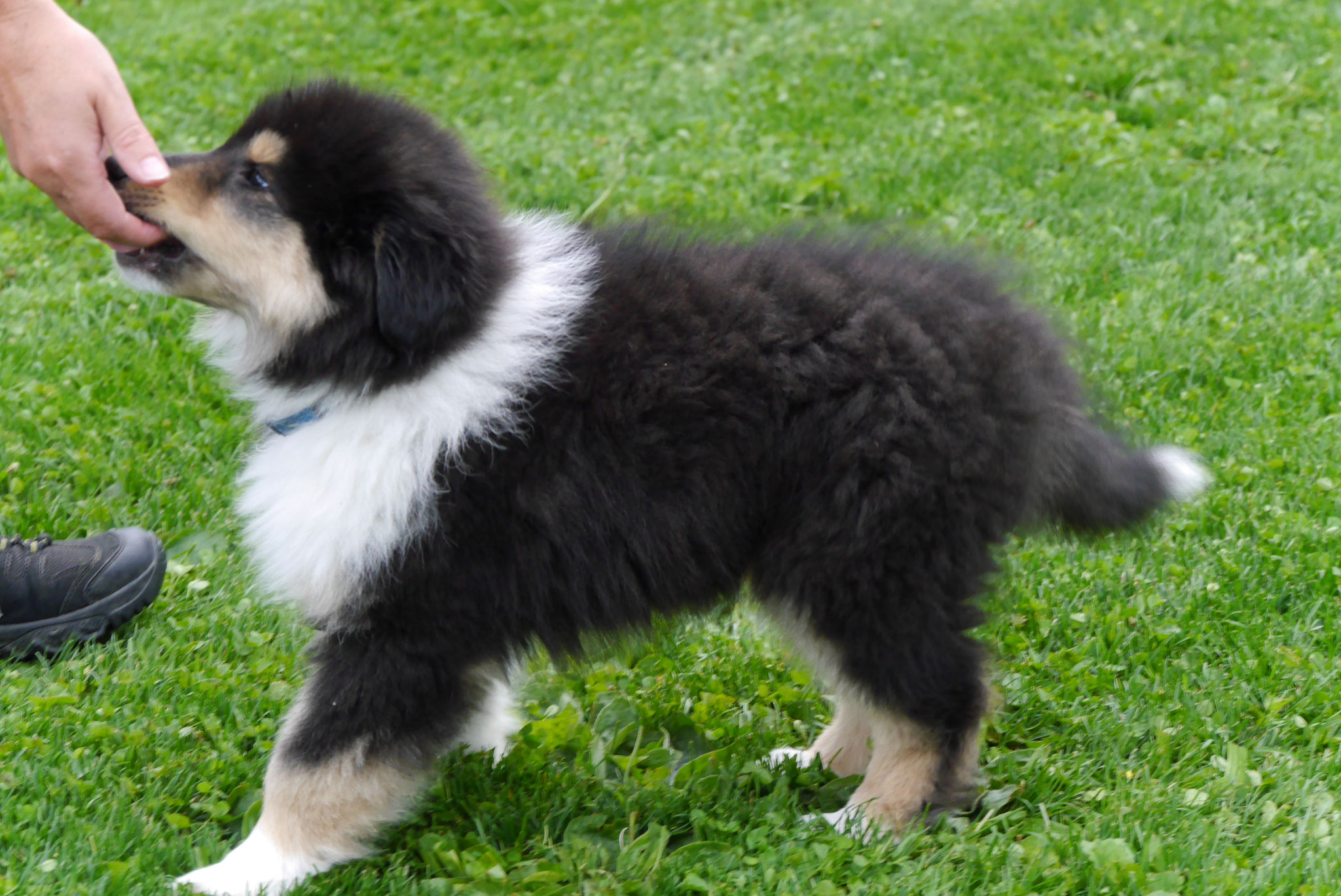 Harry mit 9 Wochen 