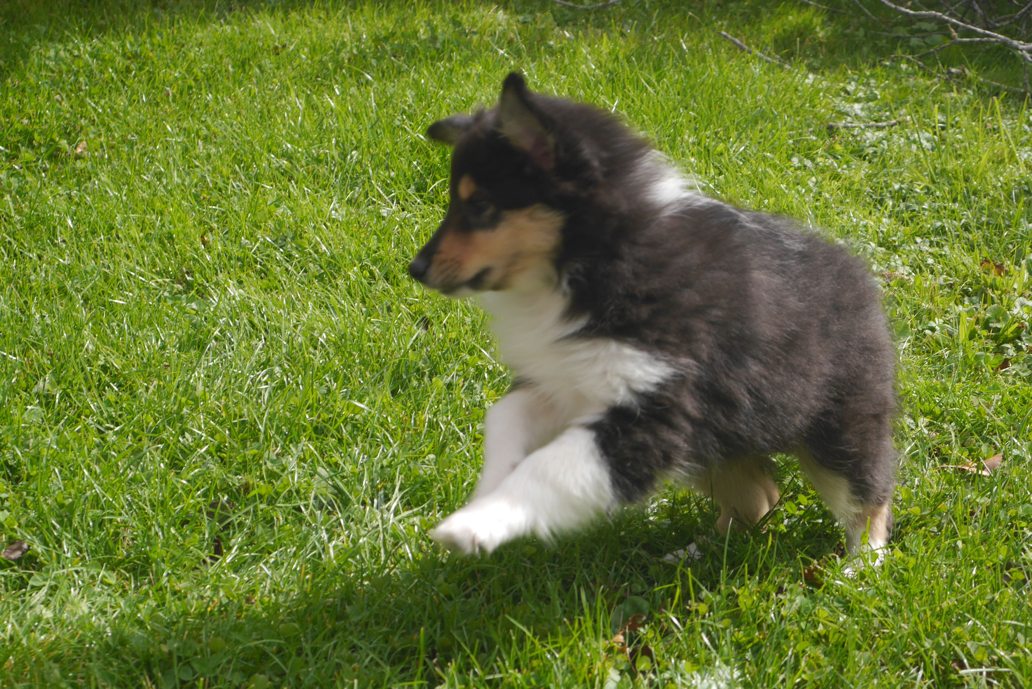 Betty mit 8 Wochen